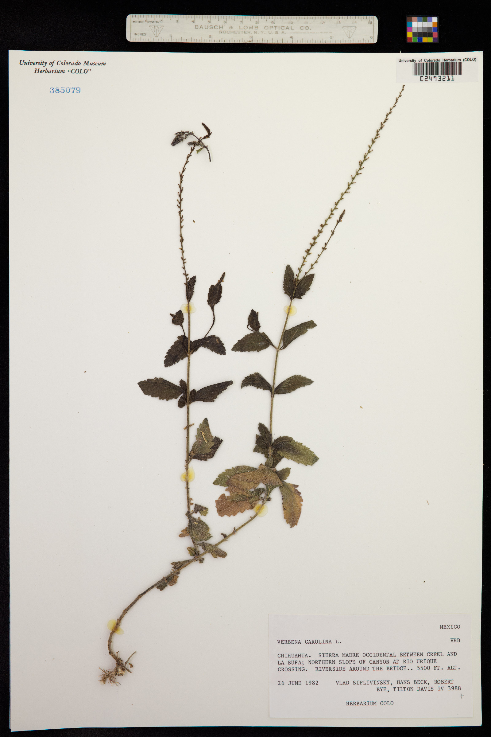 Verbena carolina image