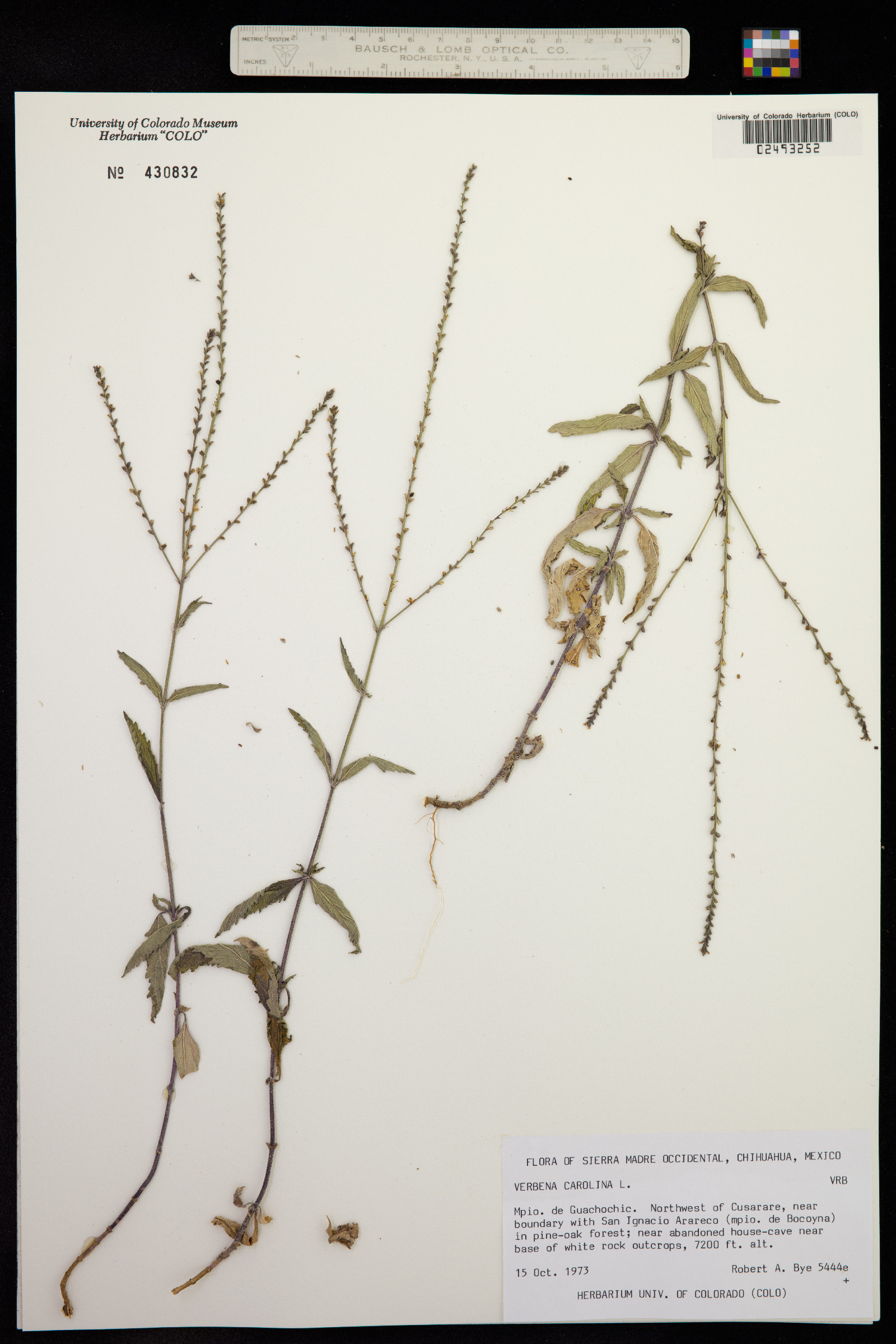 Verbena carolina image