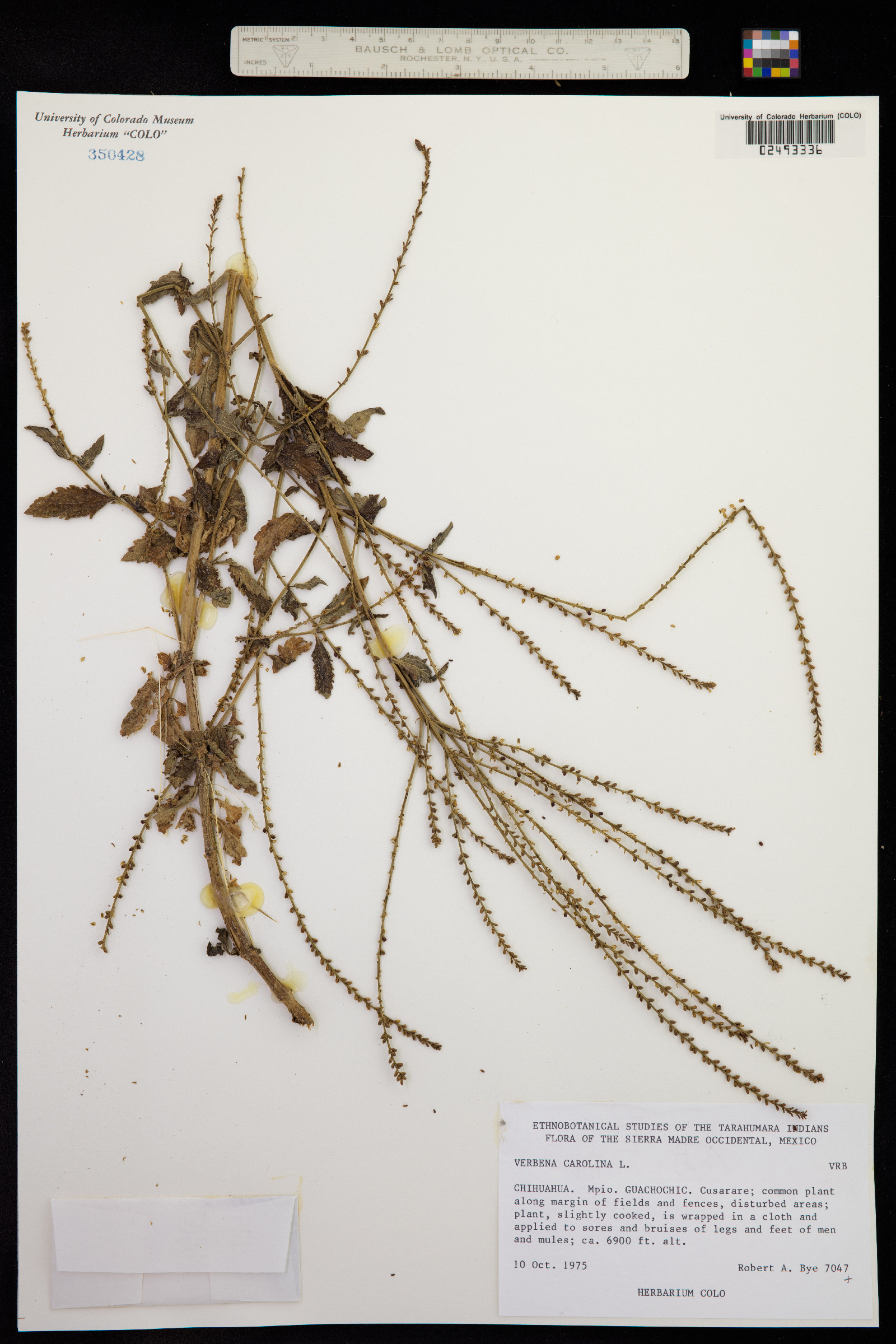 Verbena carolina image