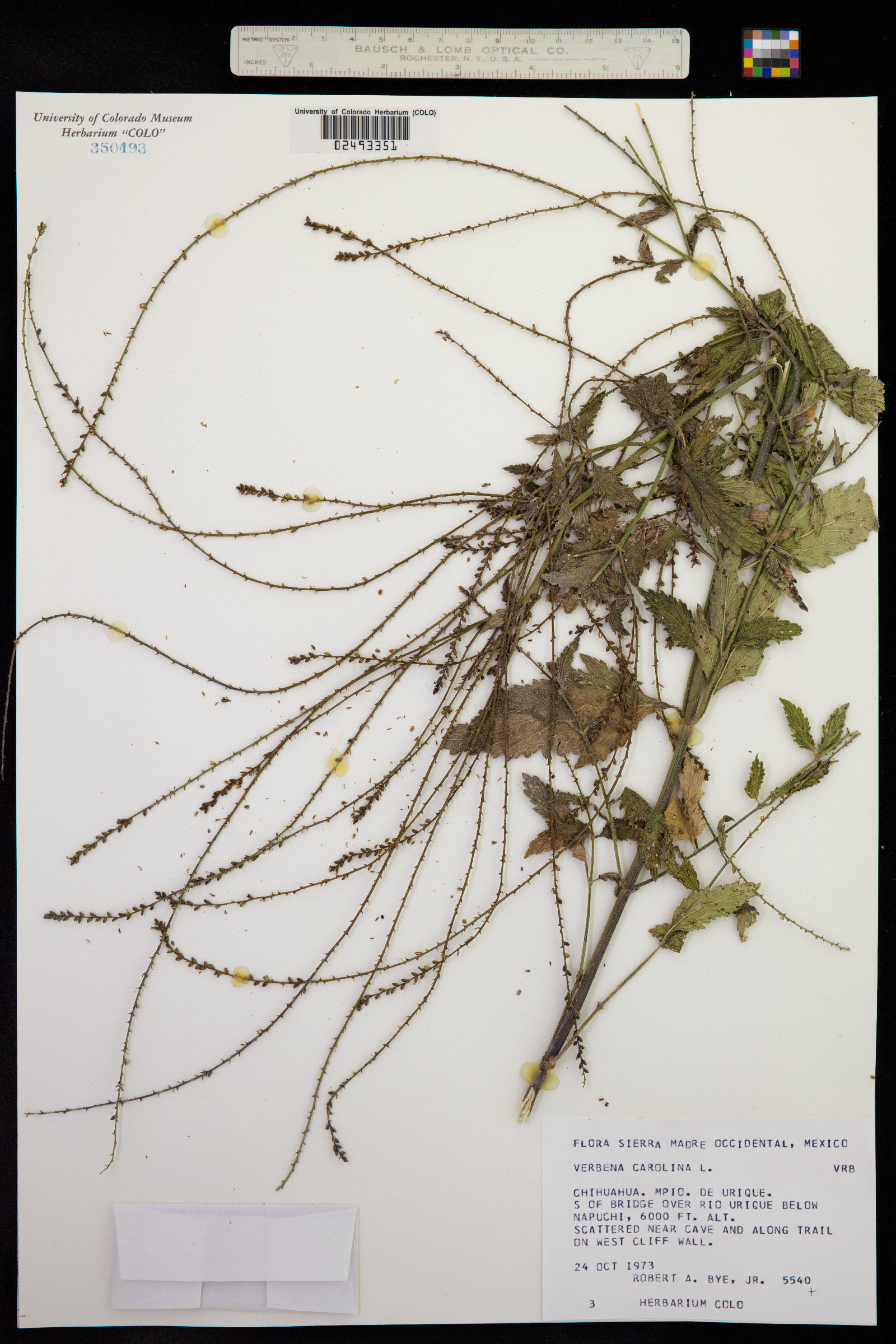 Verbena carolina image
