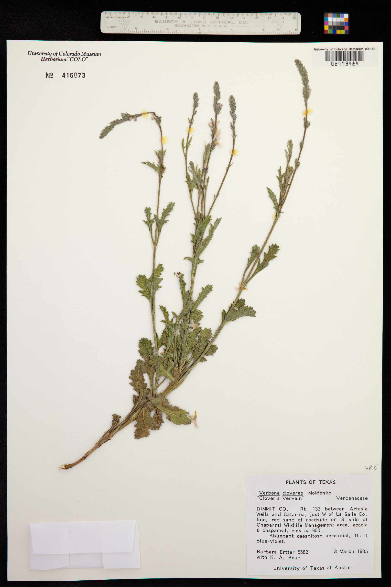 Verbena cloverae image