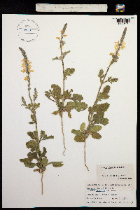 Image of Verbena cloverae