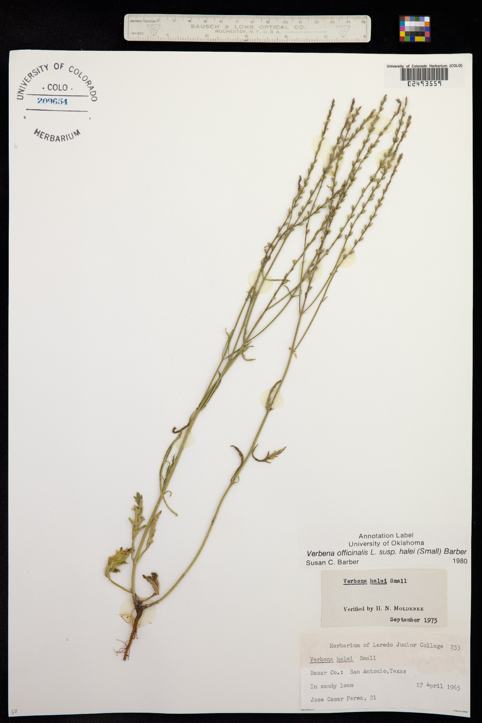 Verbena halei image