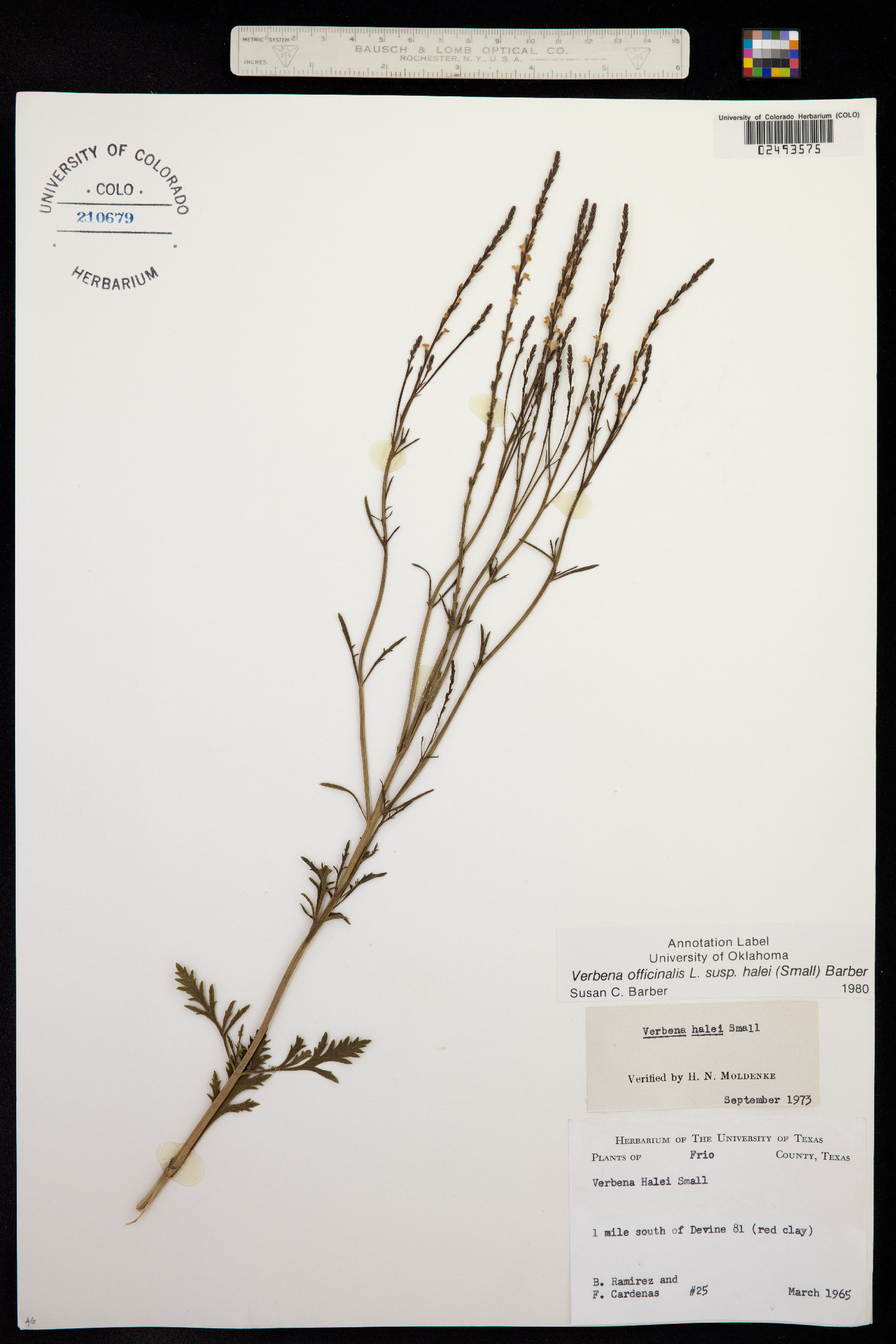 Verbena halei image