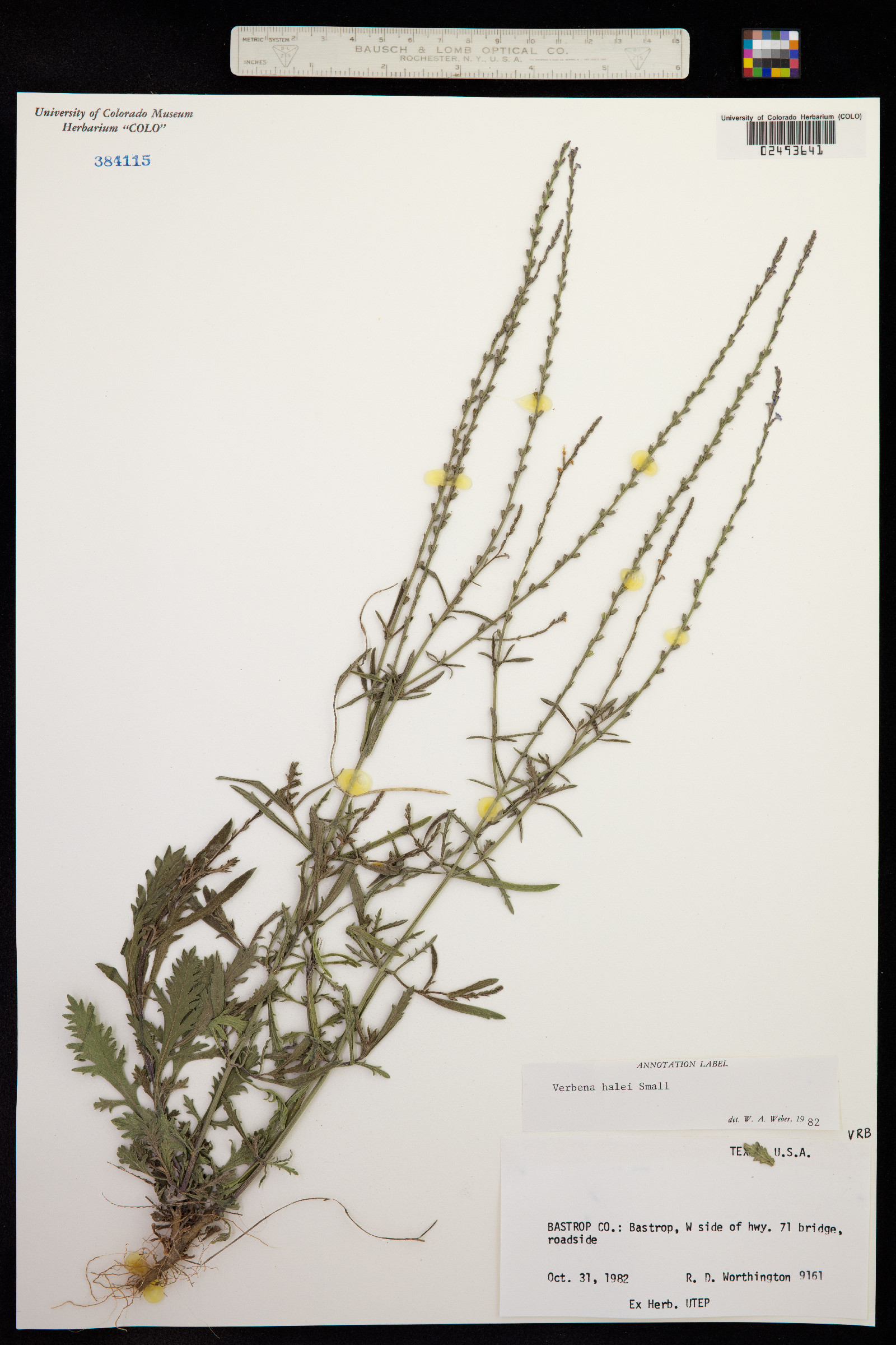 Verbena halei image