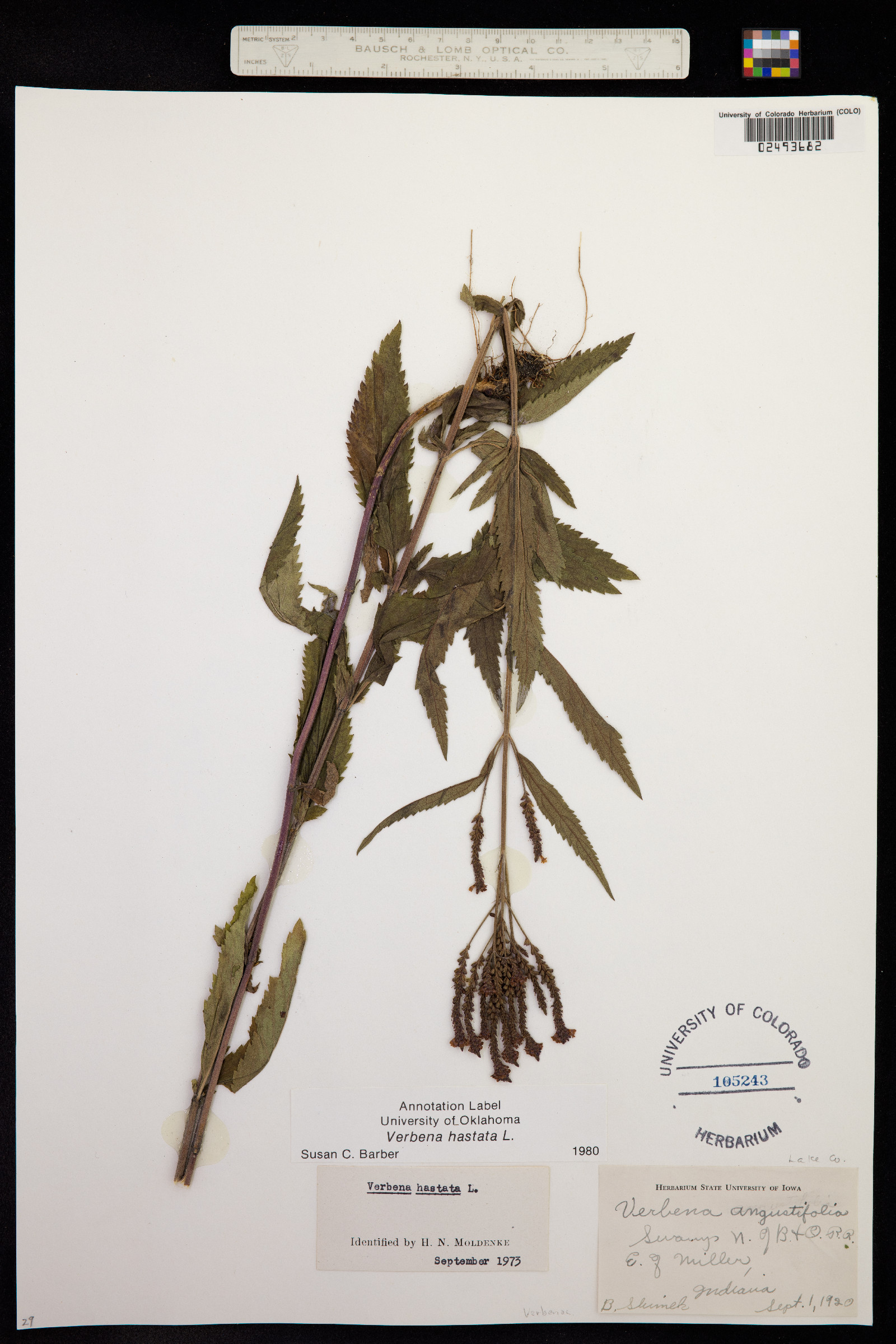 Verbena hastata image