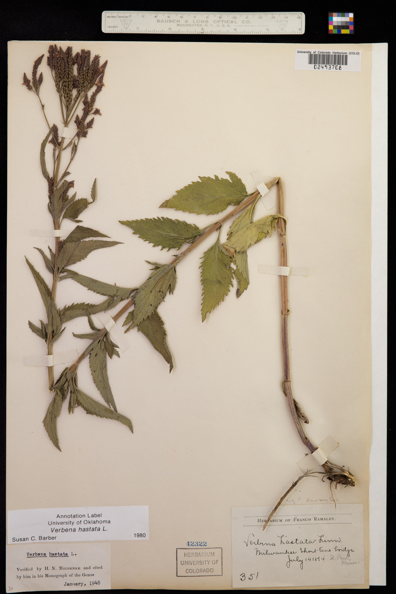 Verbena hastata image