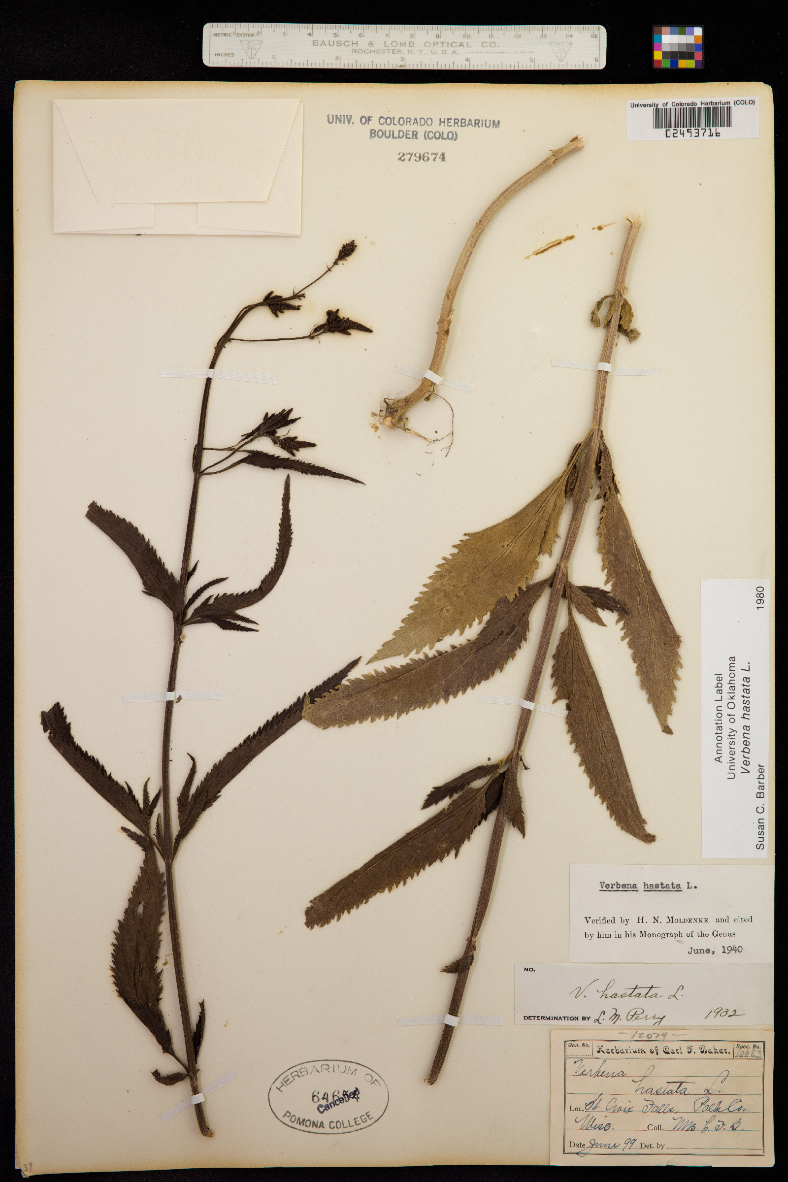 Verbenaceae image