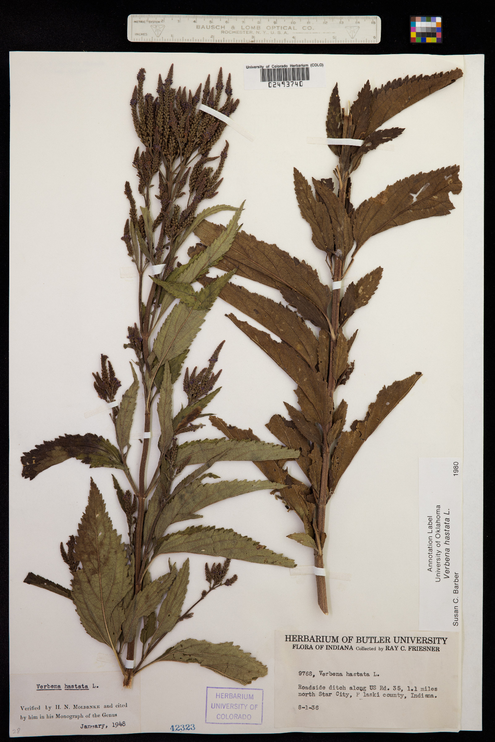 Verbena image