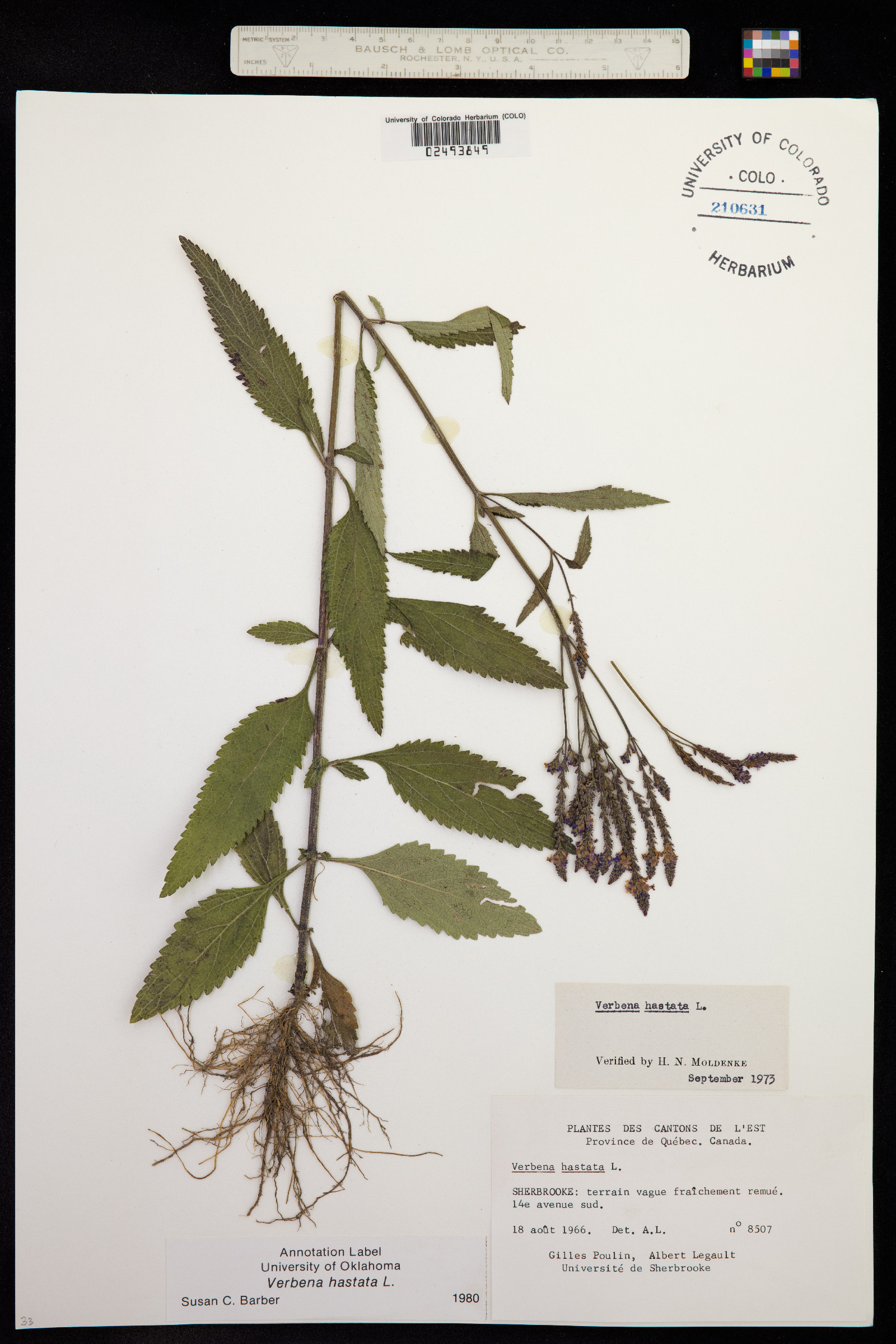 Verbena hastata image