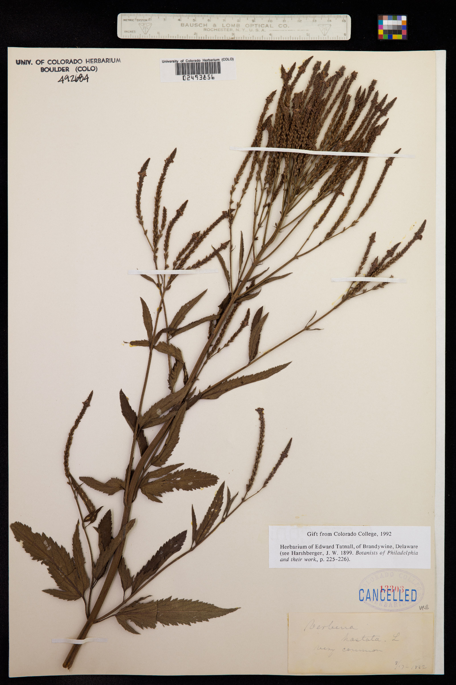 Verbena hastata image