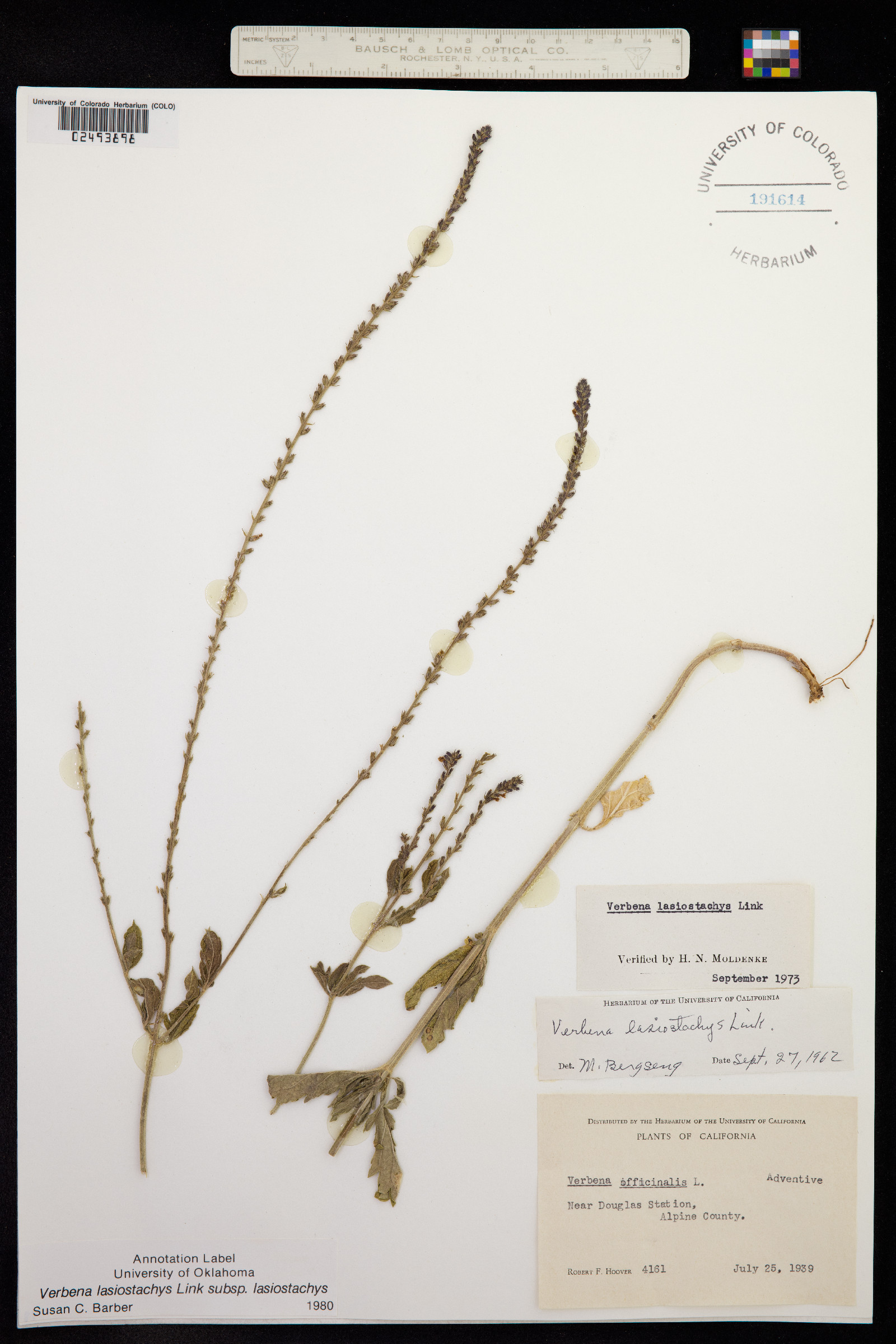 Verbena lasiostachys image