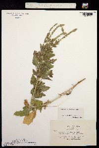 Image of Verbena lasiostachys