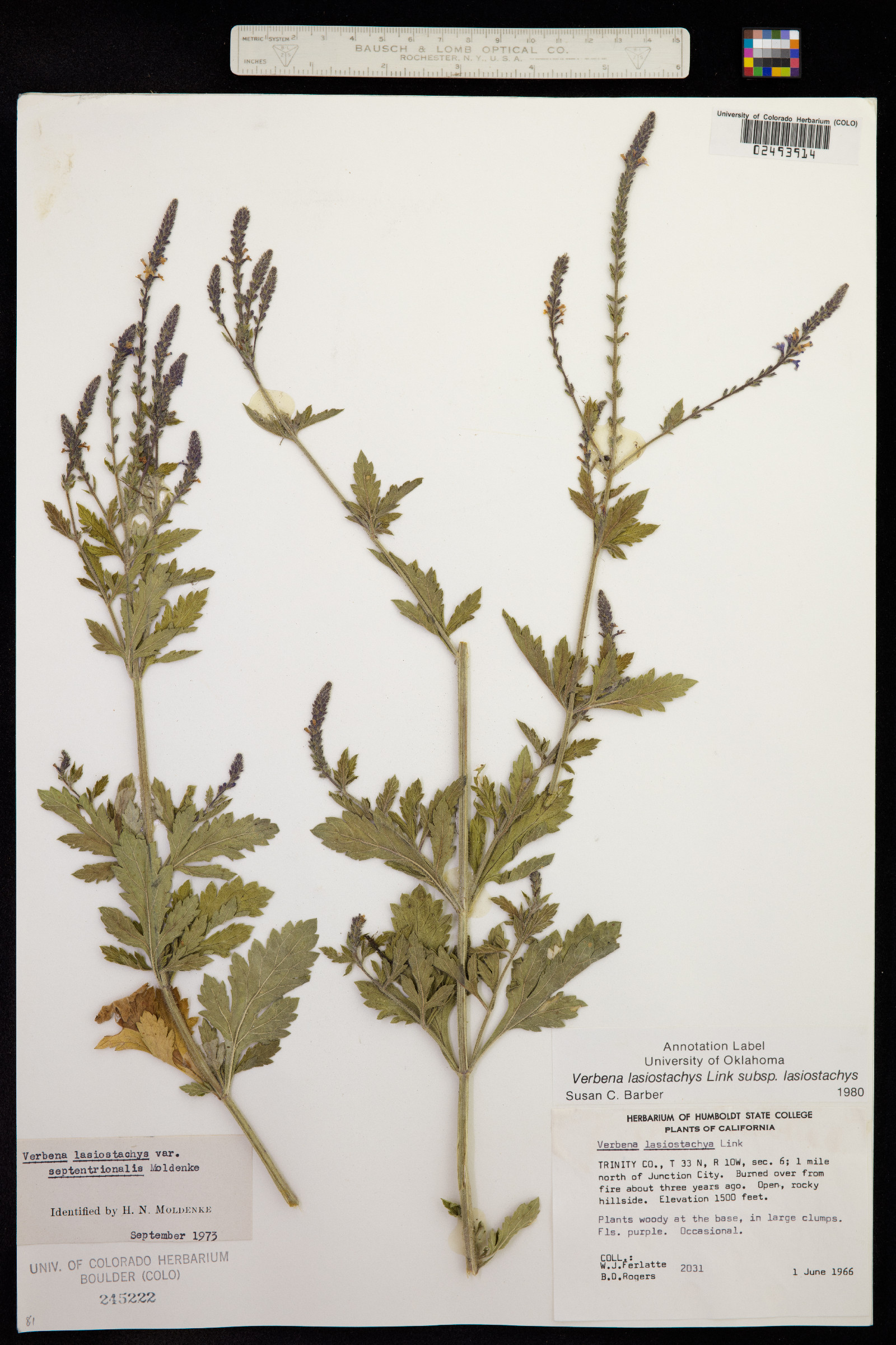 Verbena lasiostachys image