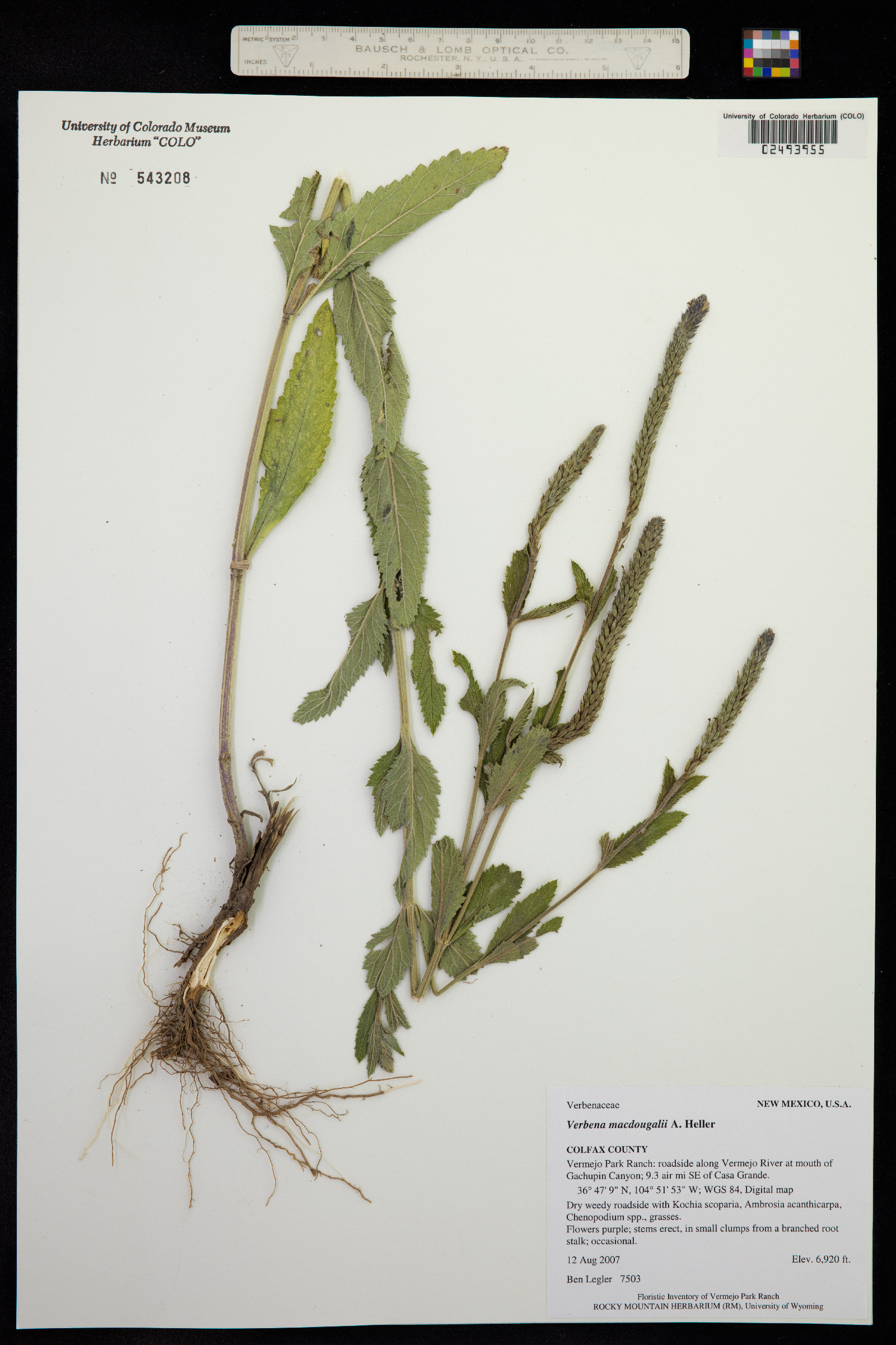 Verbena macdougalii image