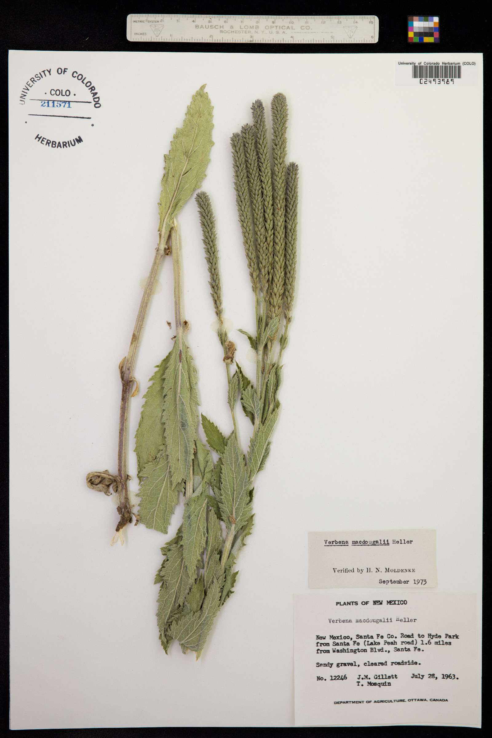 Verbena macdougalii image