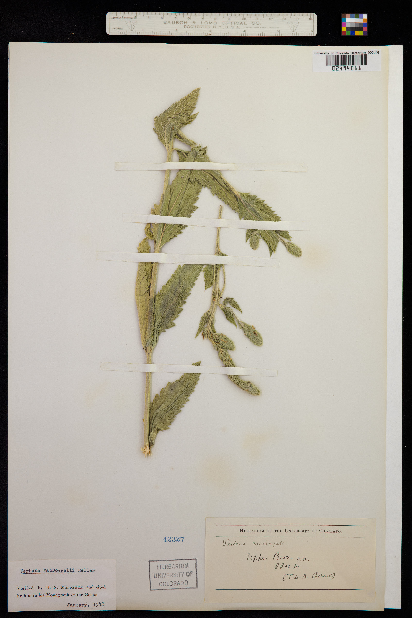 Verbena macdougalii image