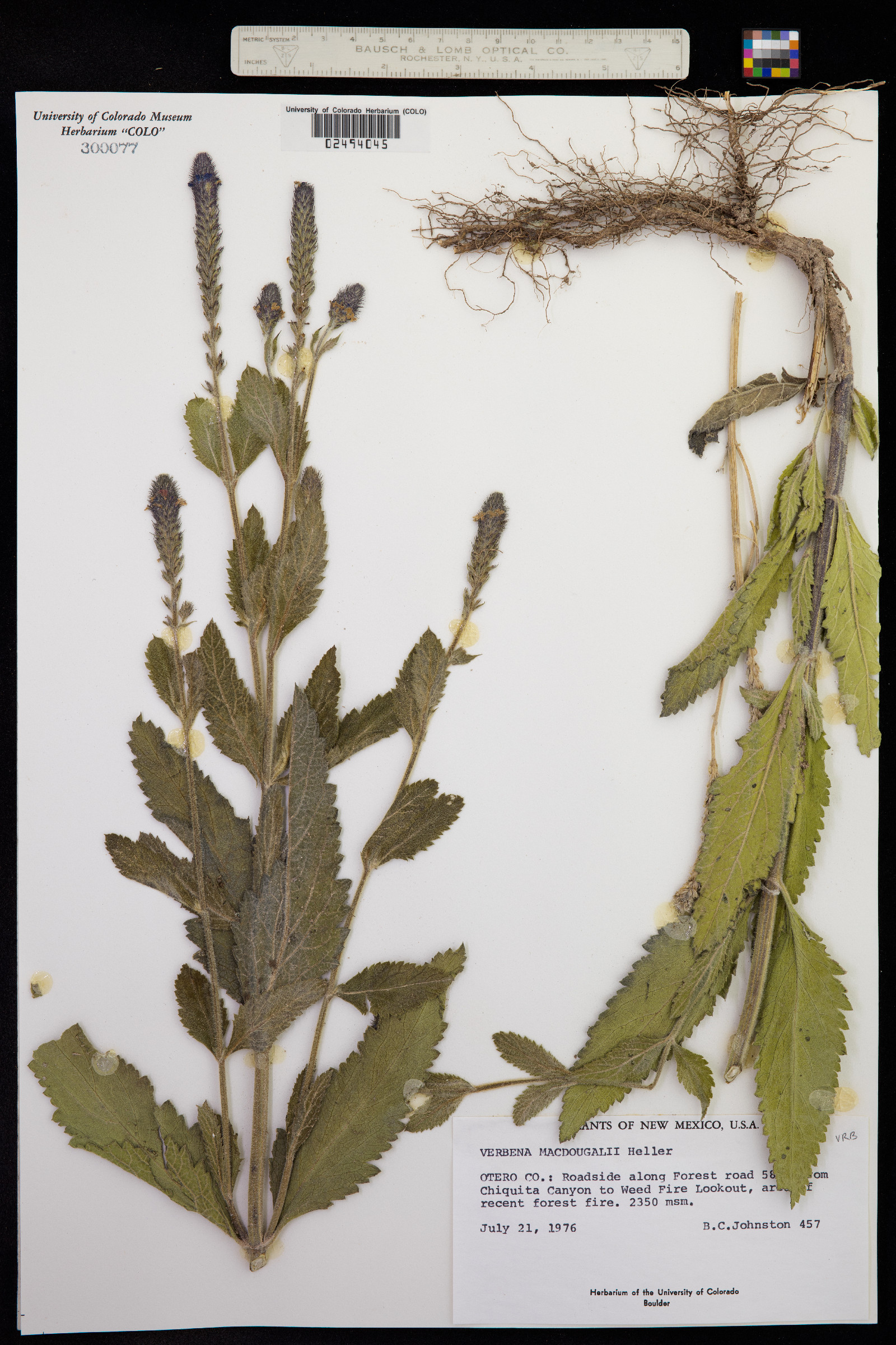 Verbena macdougalii image