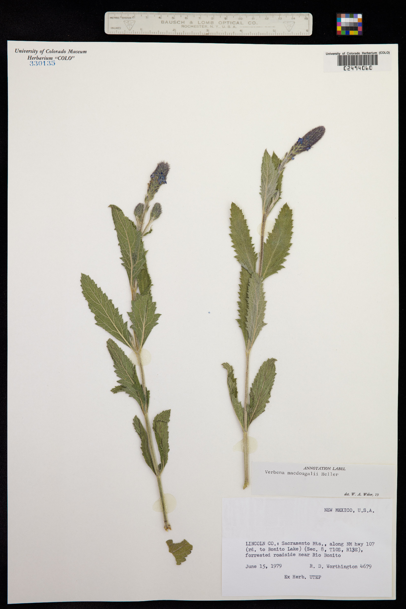 Verbena macdougalii image