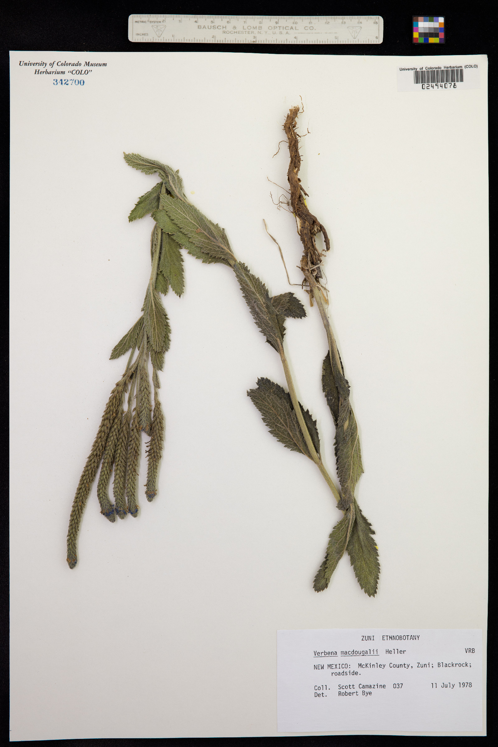 Verbena macdougalii image