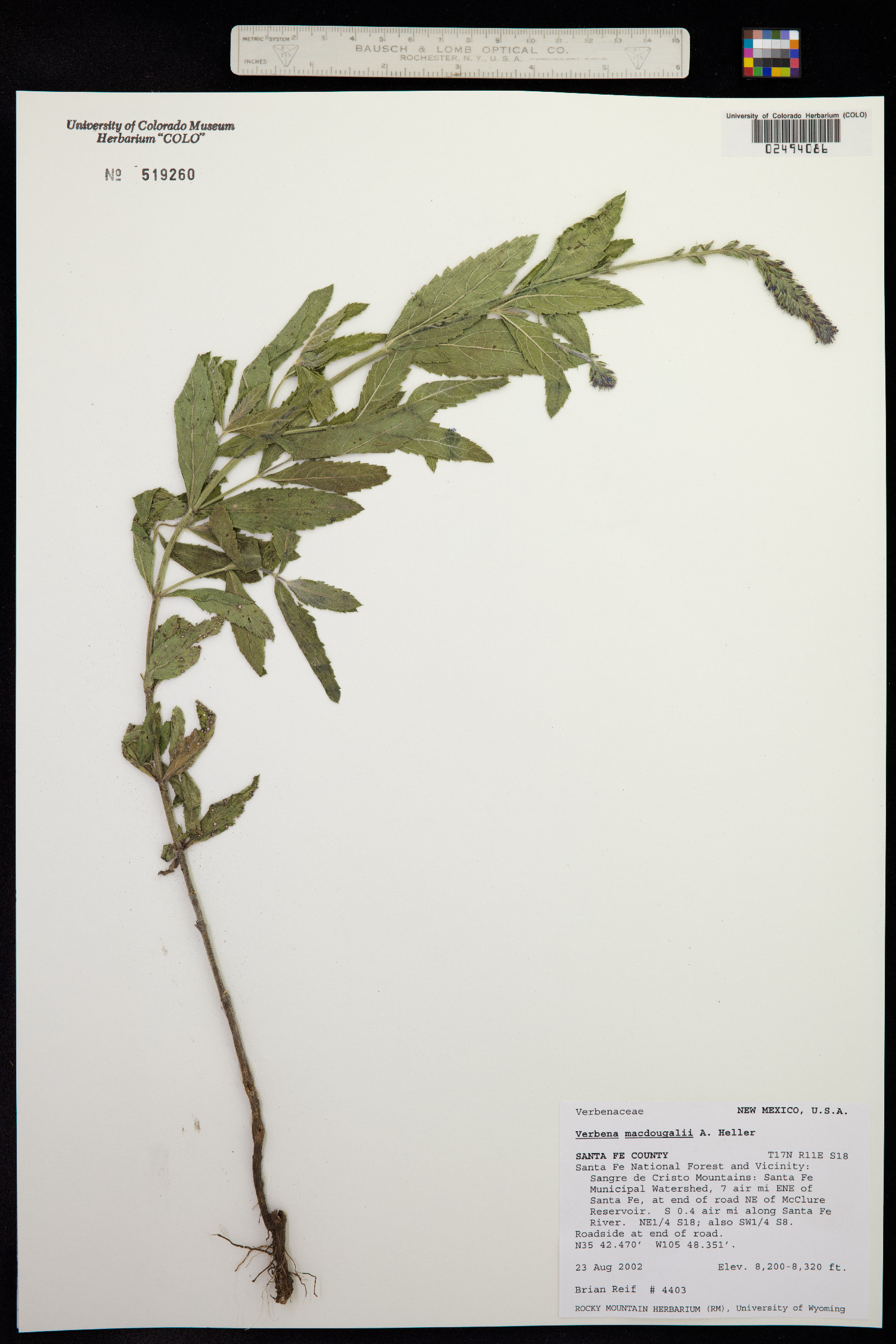 Verbena macdougalii image