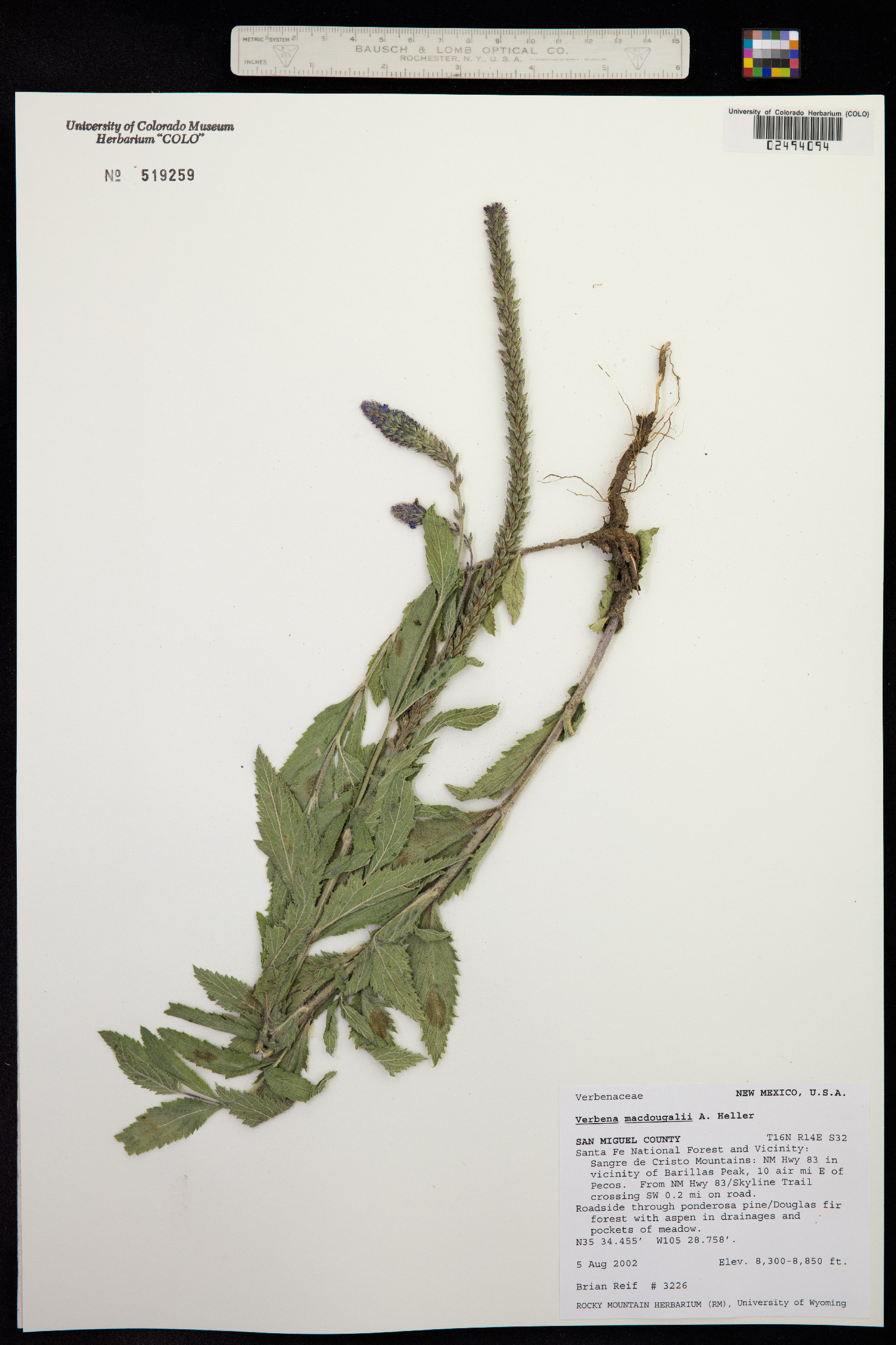 Verbena macdougalii image
