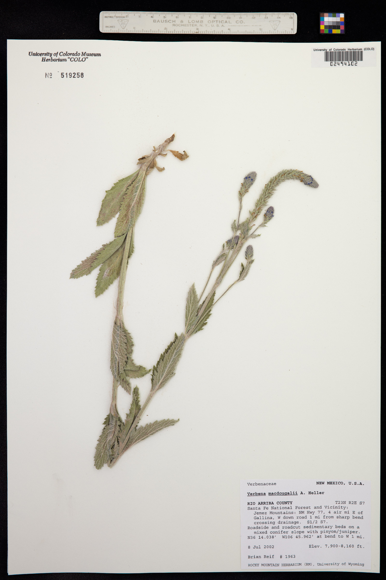 Verbena macdougalii image