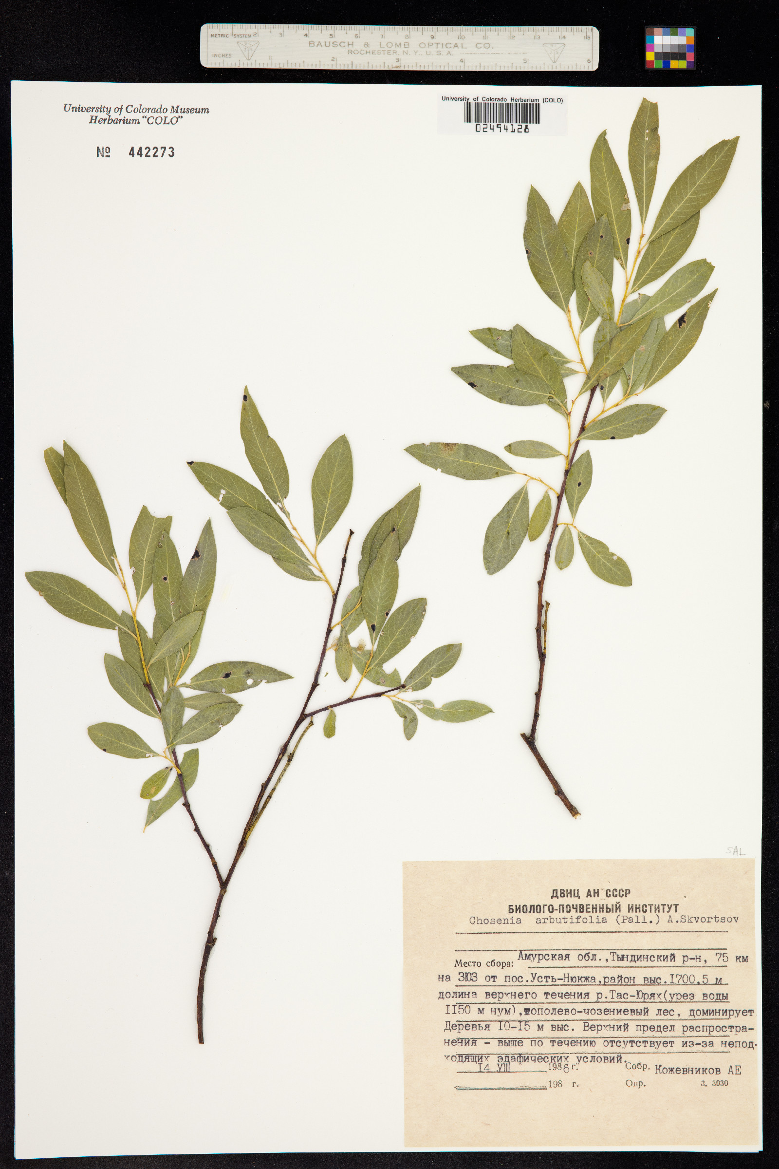 Salix arbutifolia image