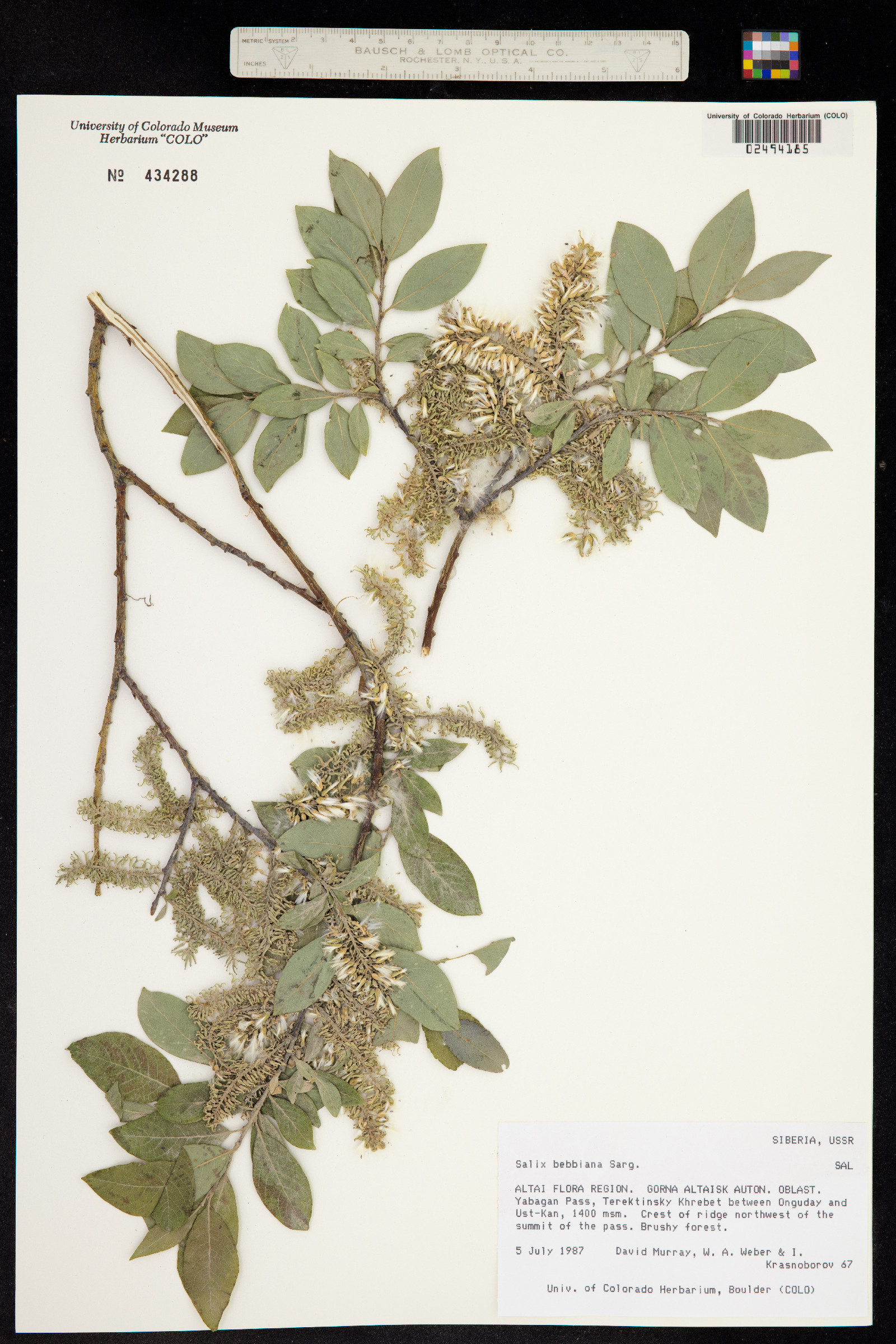 Salix bebbiana image