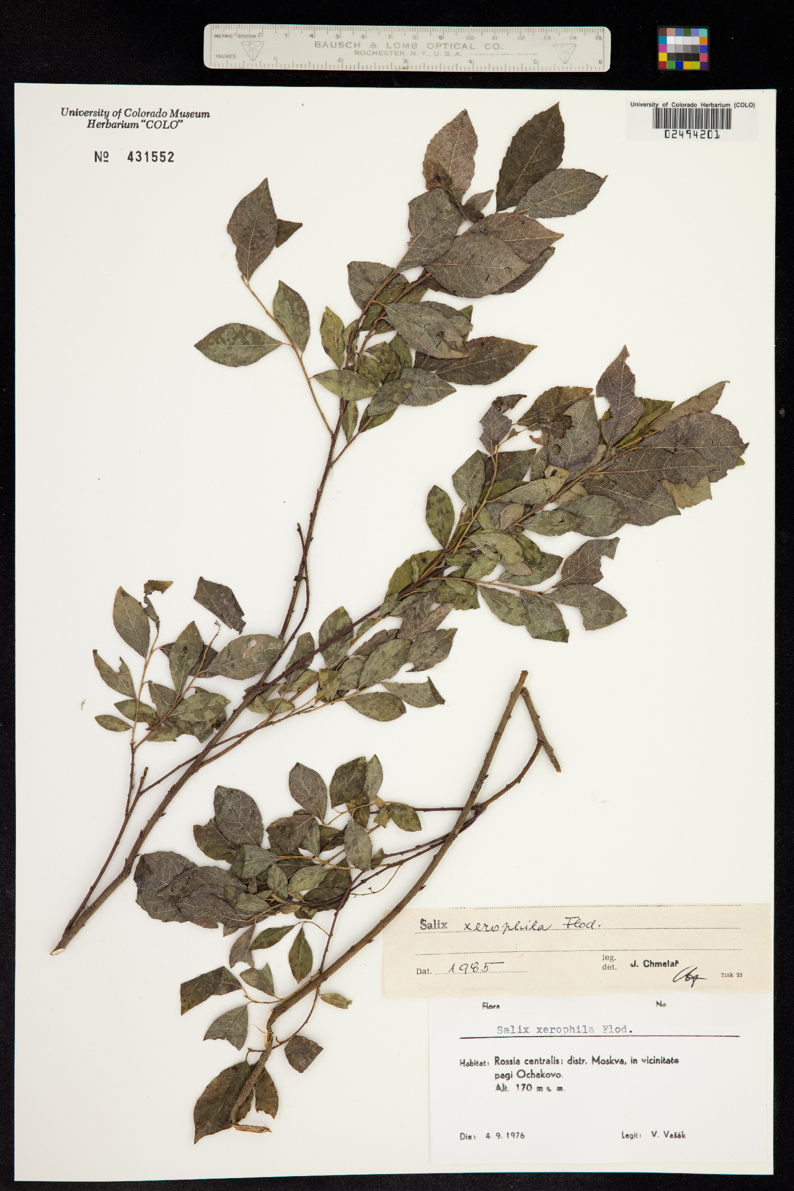 Salix bebbiana image