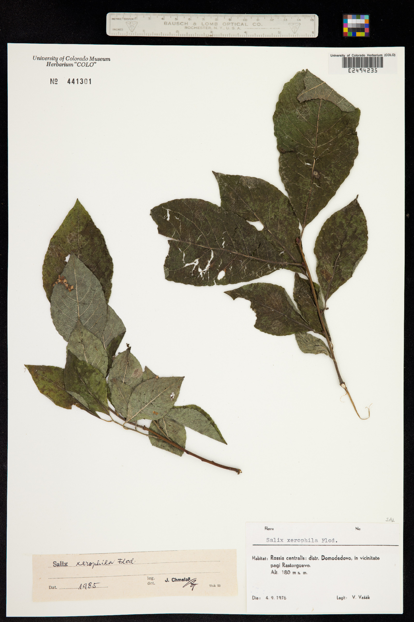 Salix bebbiana image