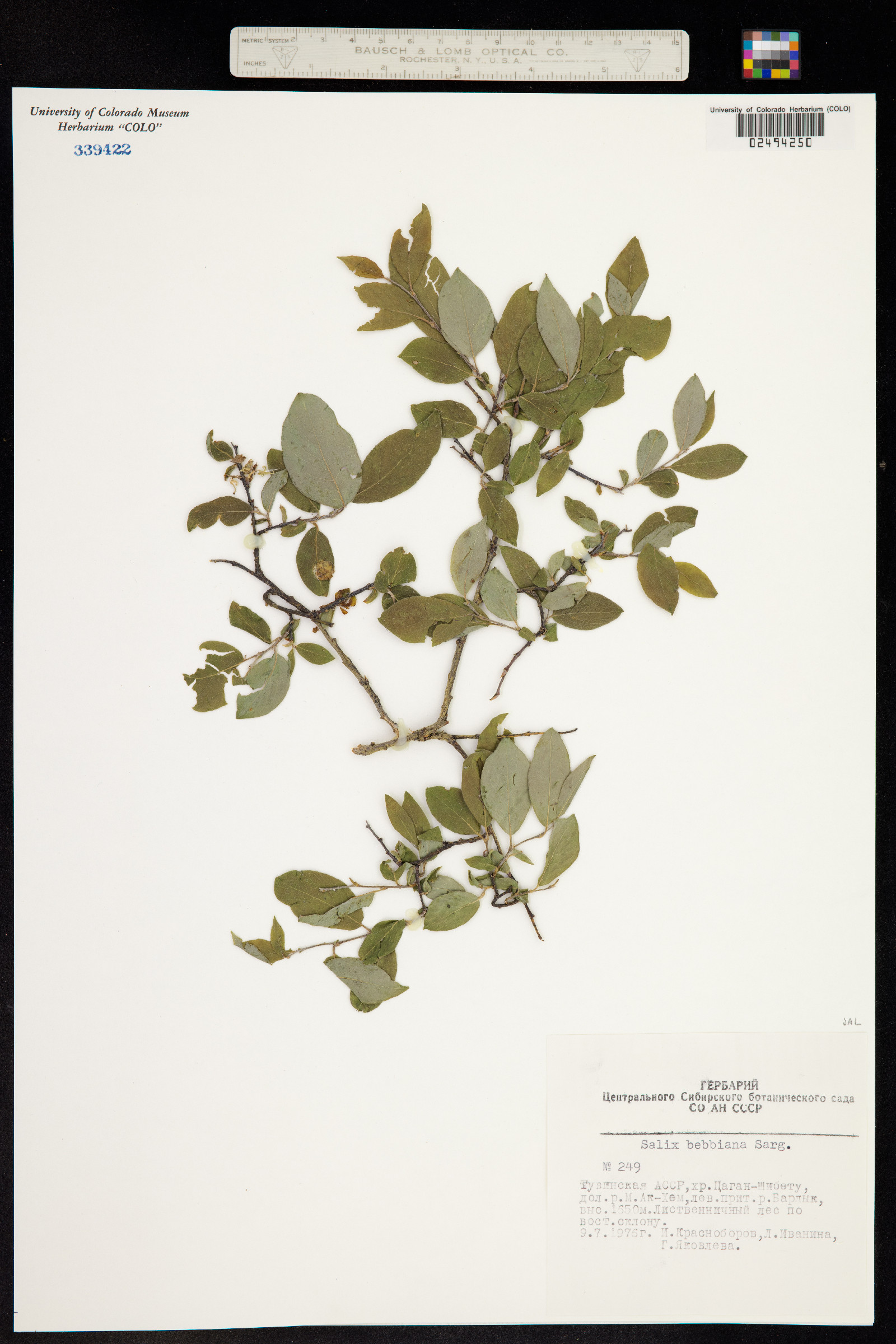 Salix bebbiana image