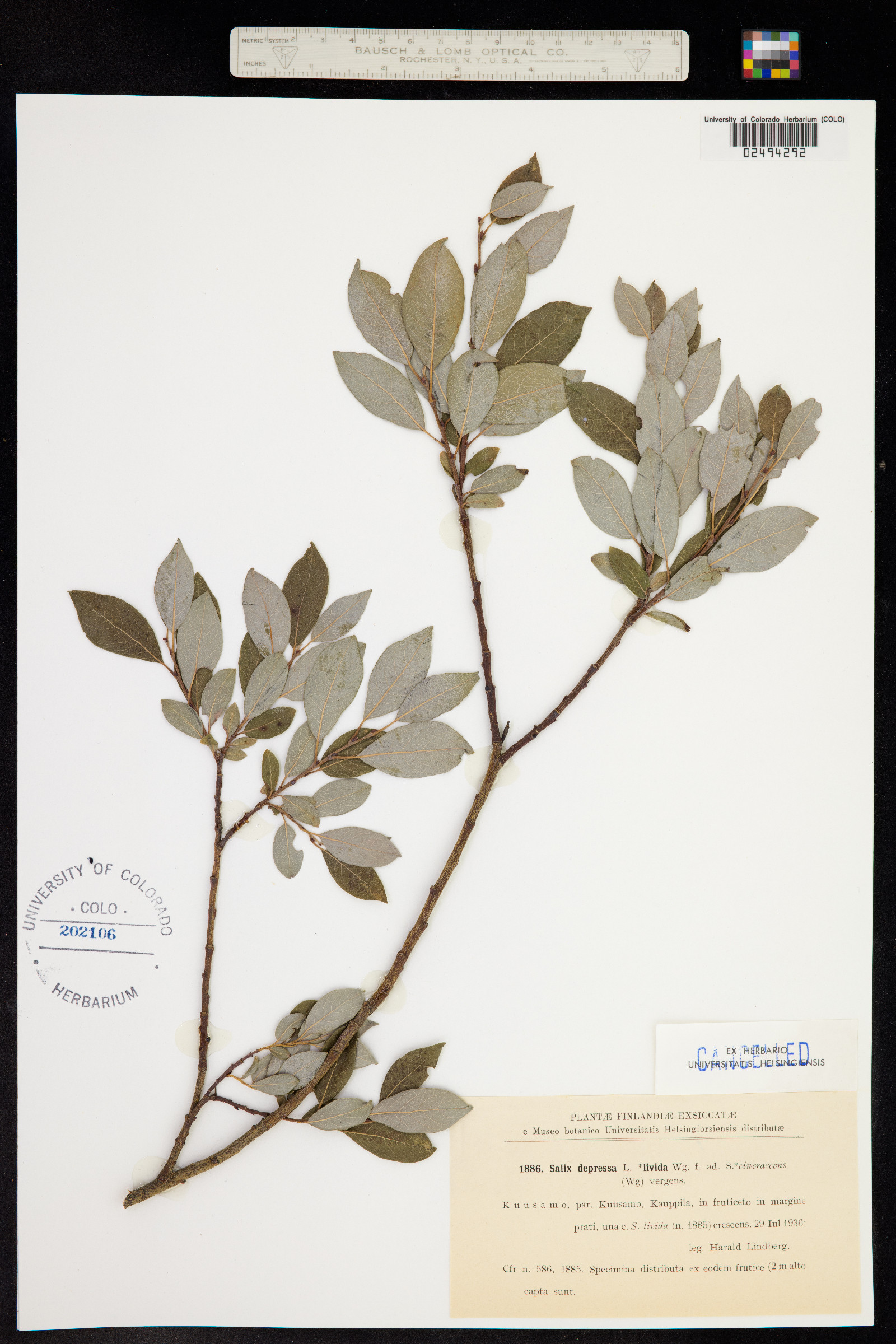 Salix bebbiana image
