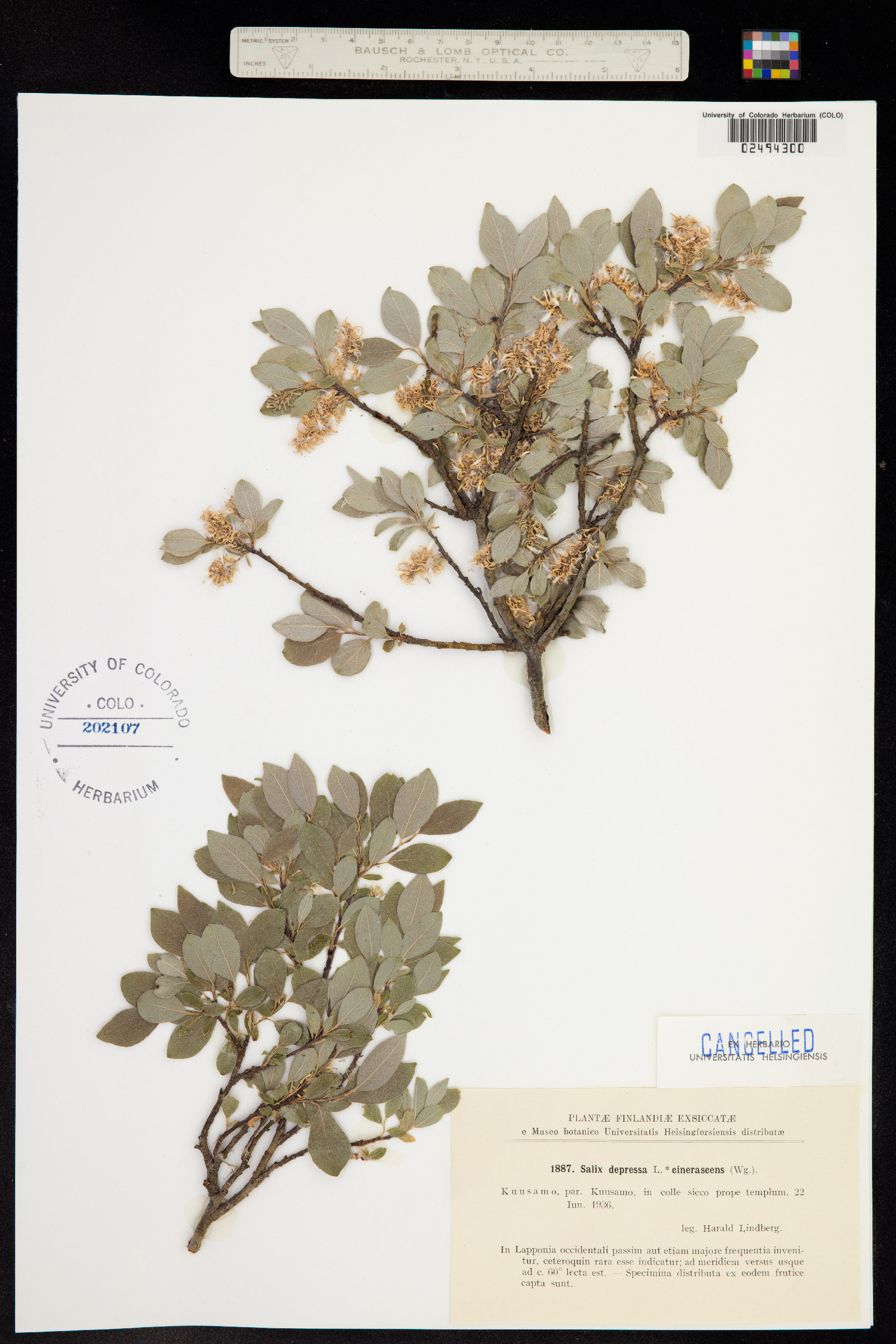 Salix bebbiana image