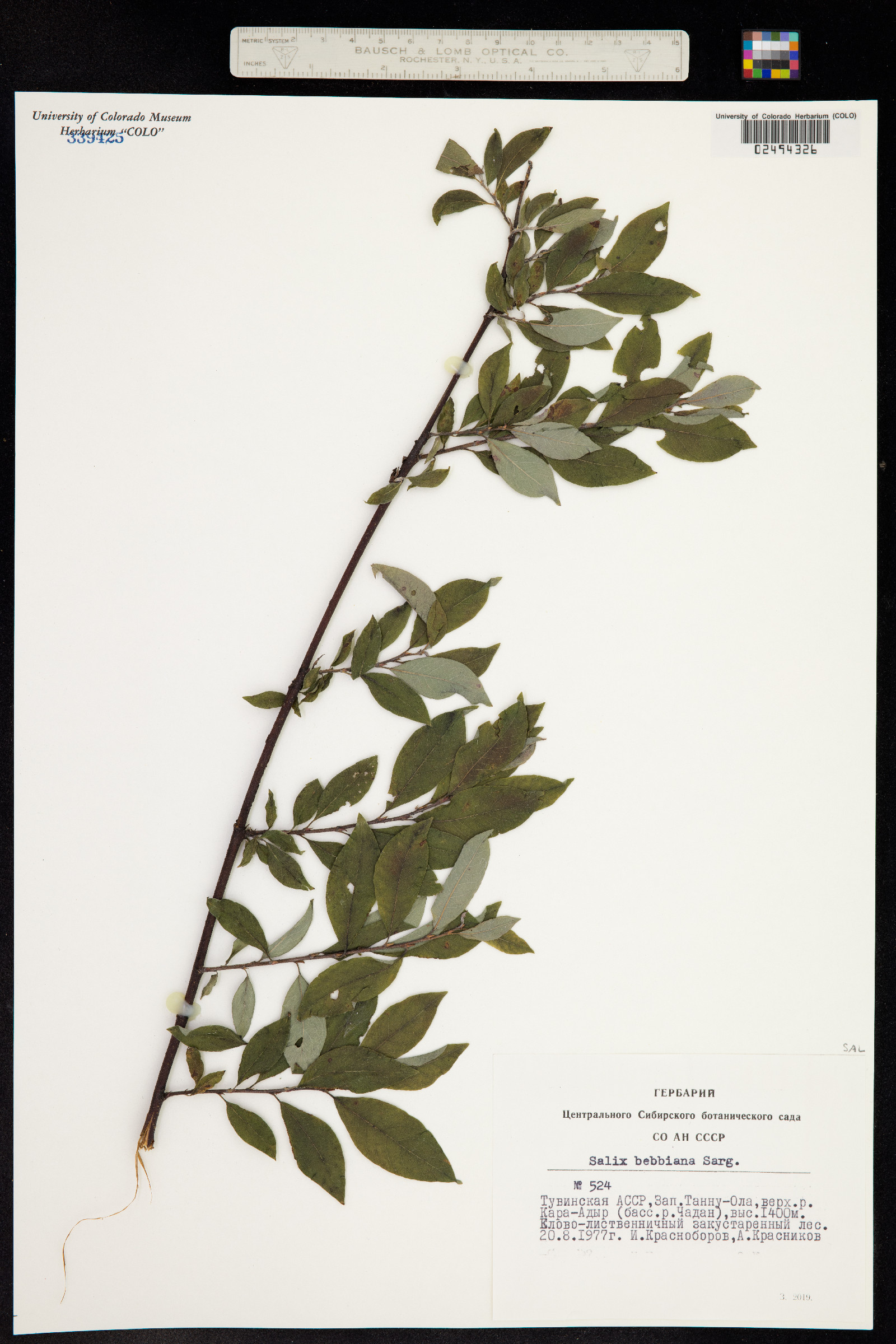 Salix bebbiana image