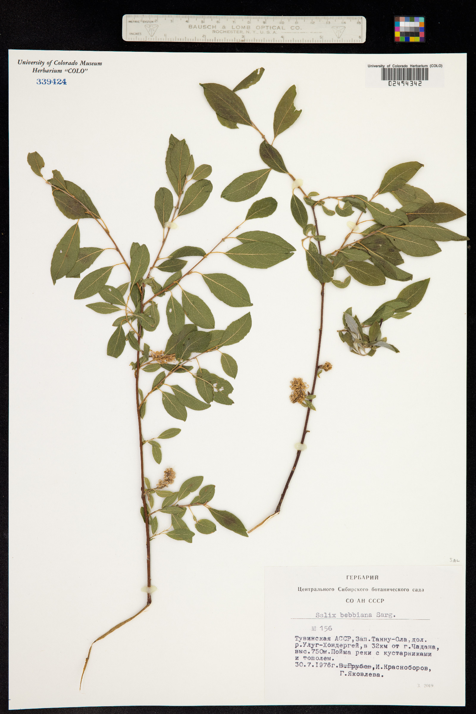 Salix bebbiana image