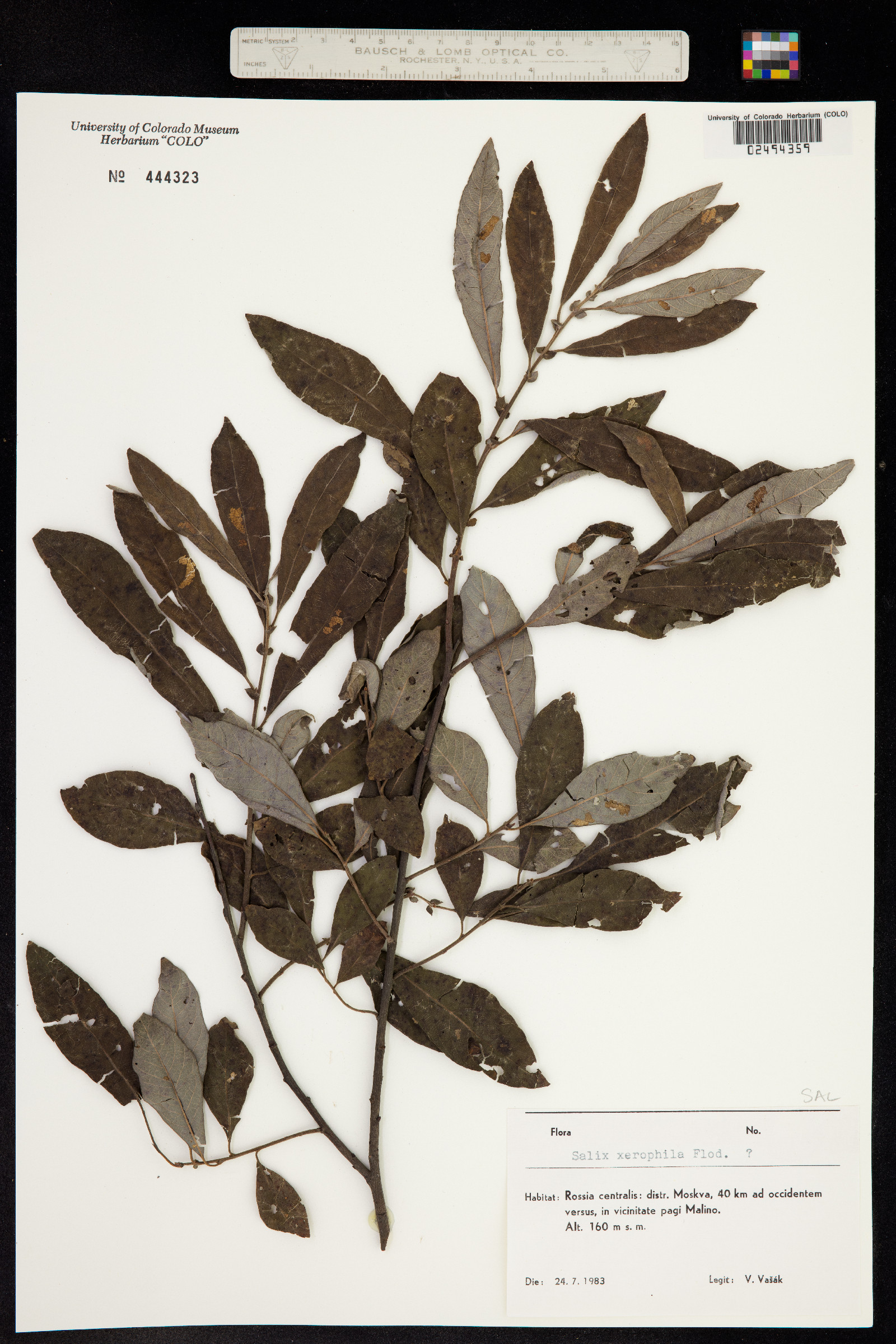 Salix bebbiana image