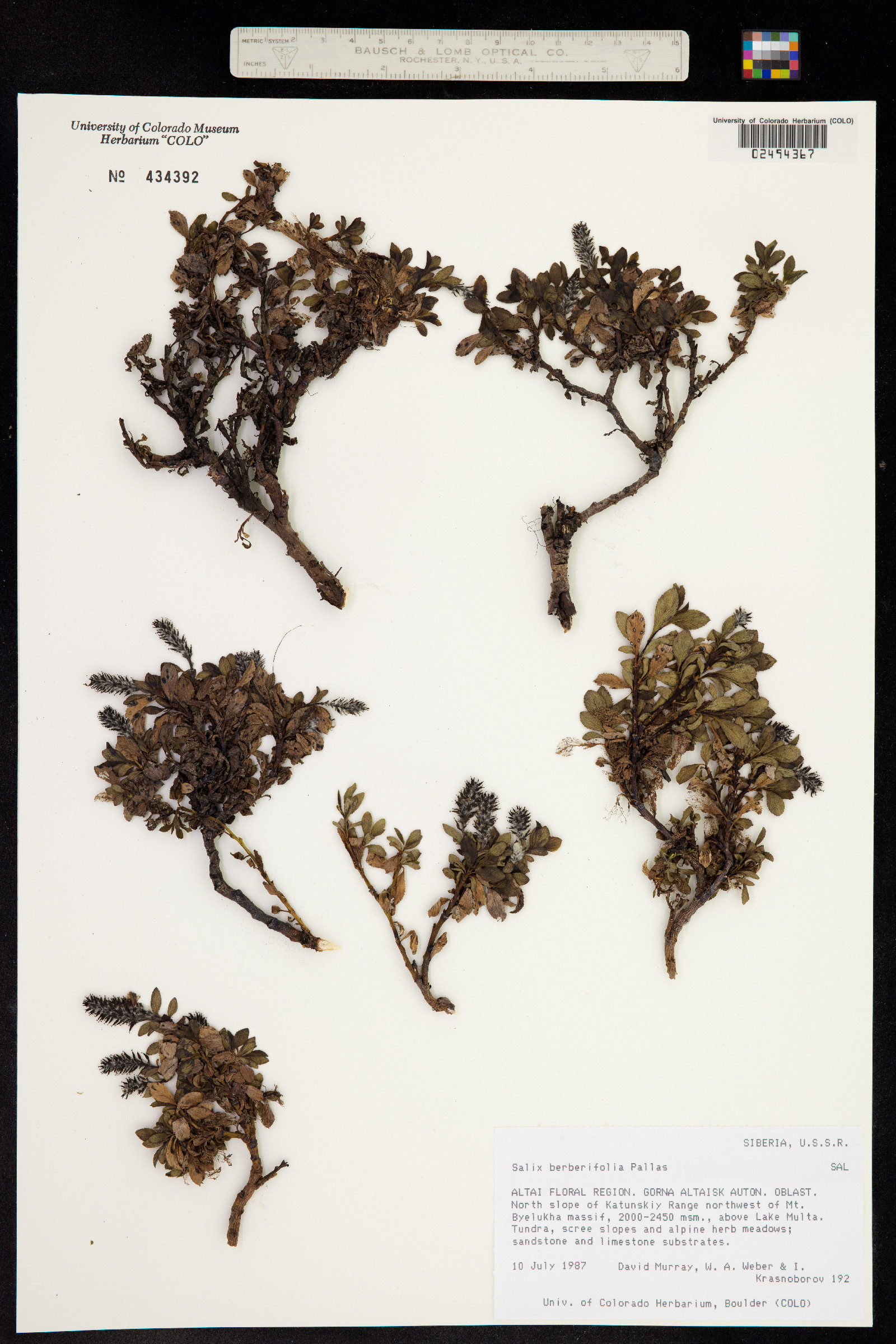 Salix berberifolia image