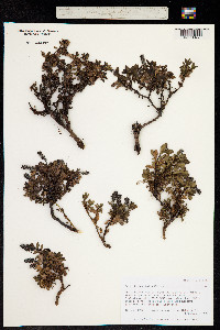 Image of Salix berberifolia