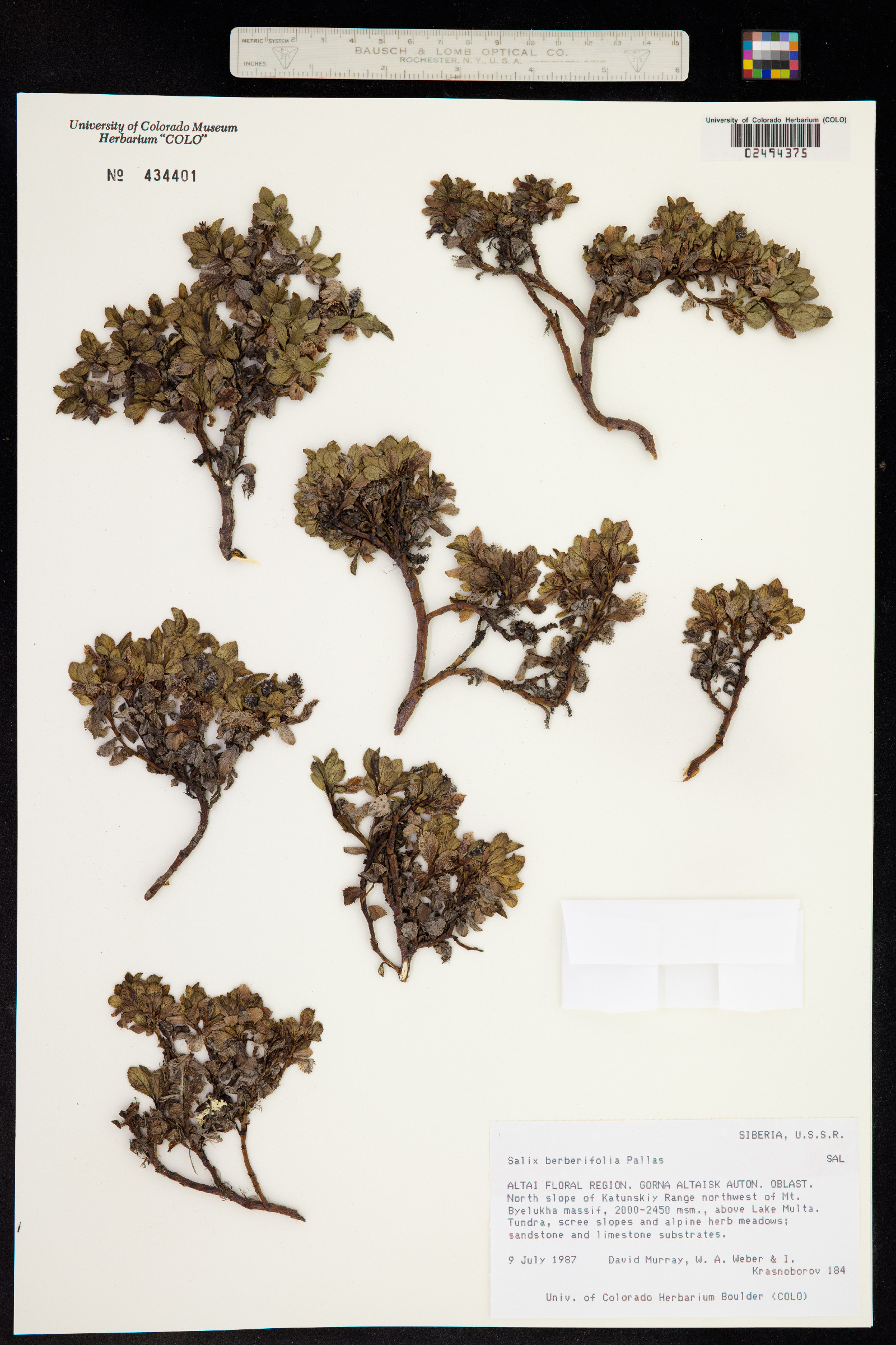 Salix berberifolia image