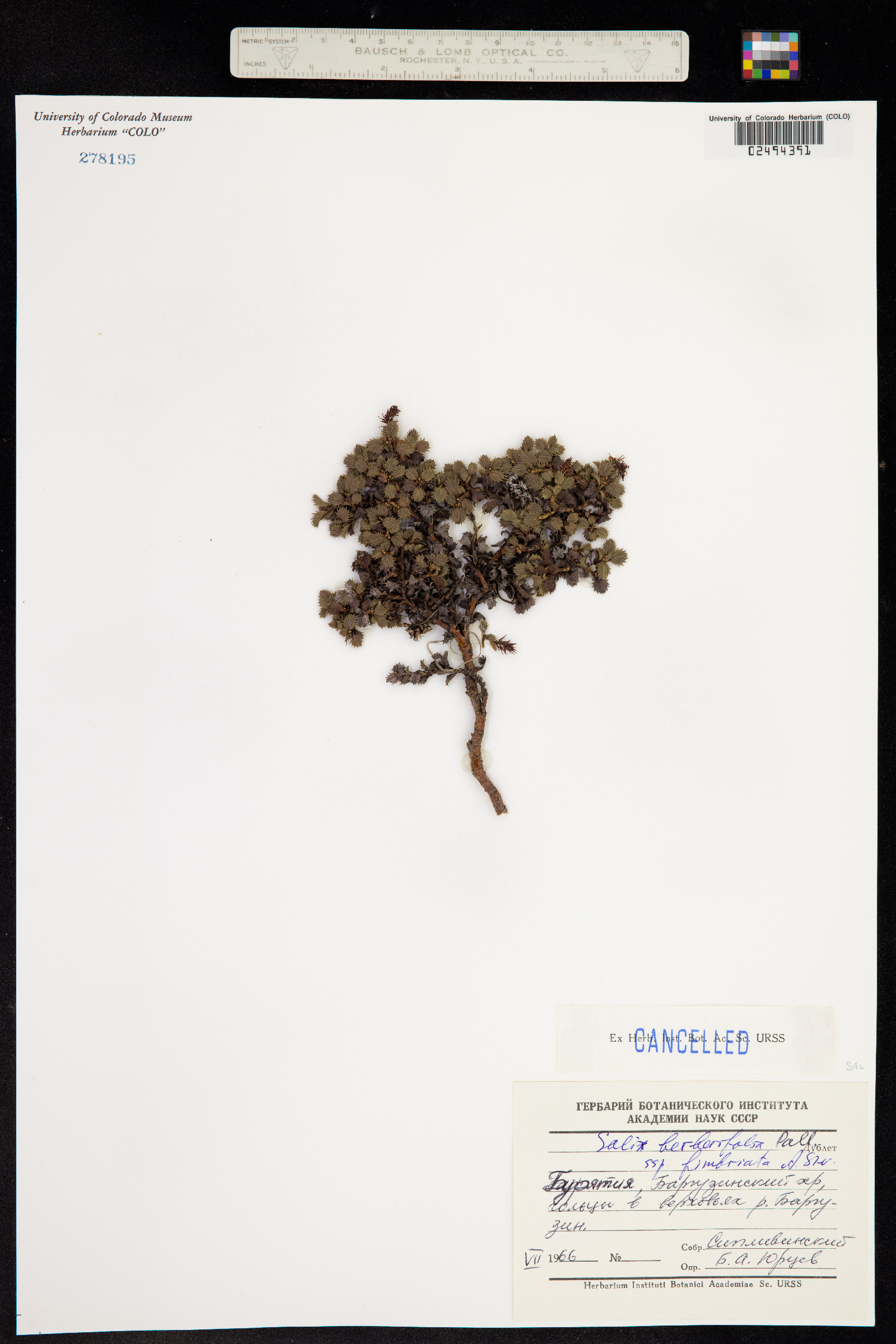 Salix berberifolia image