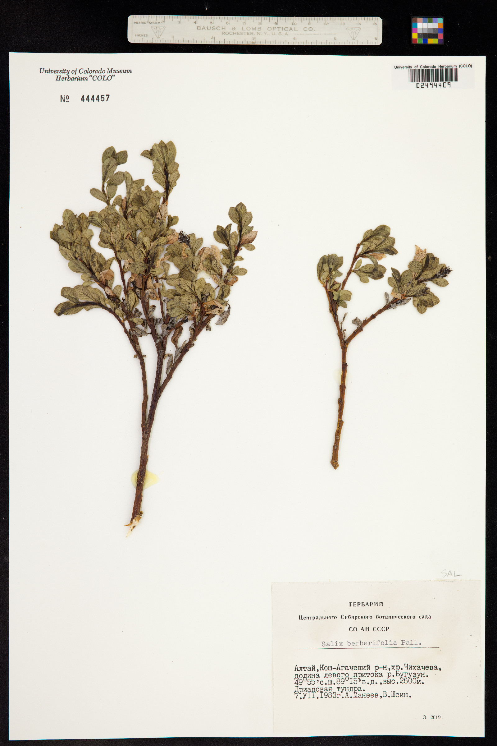 Salix berberifolia image
