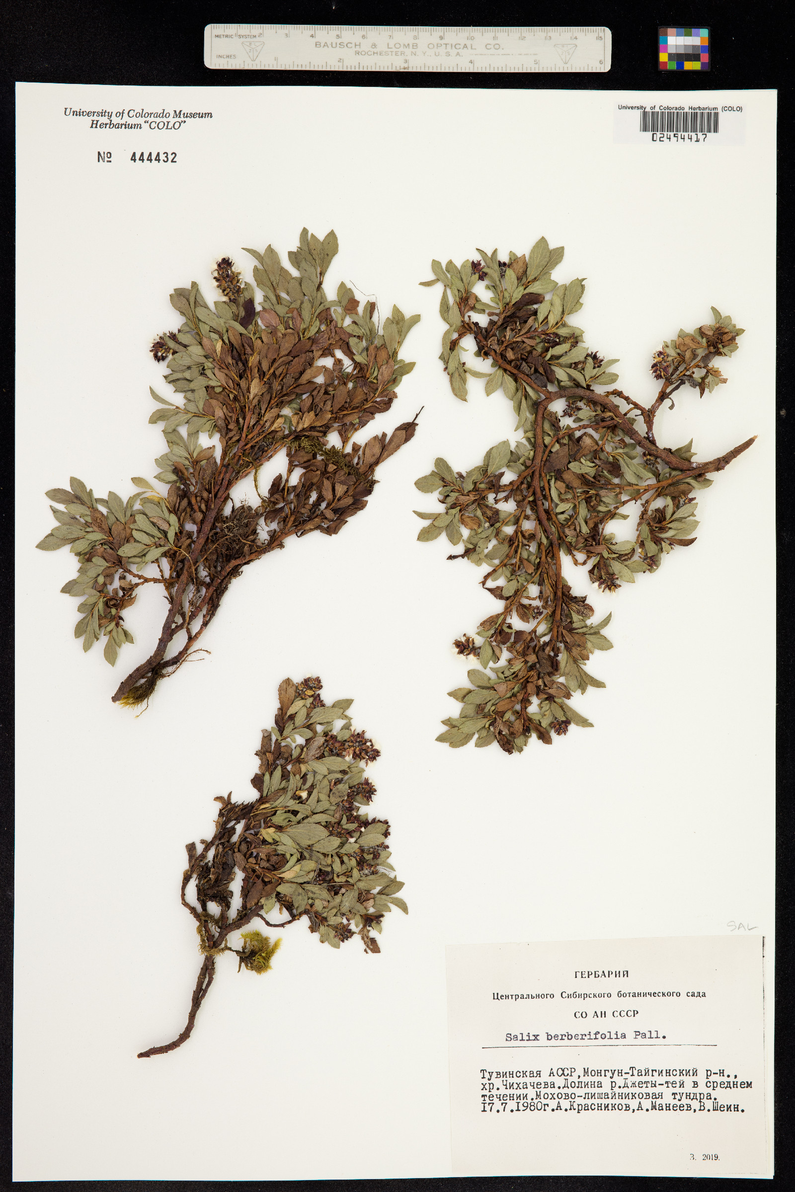 Salix berberifolia image