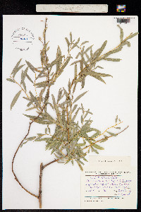 Image of Salix blakii