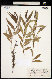 Image of Salix x pendulina
