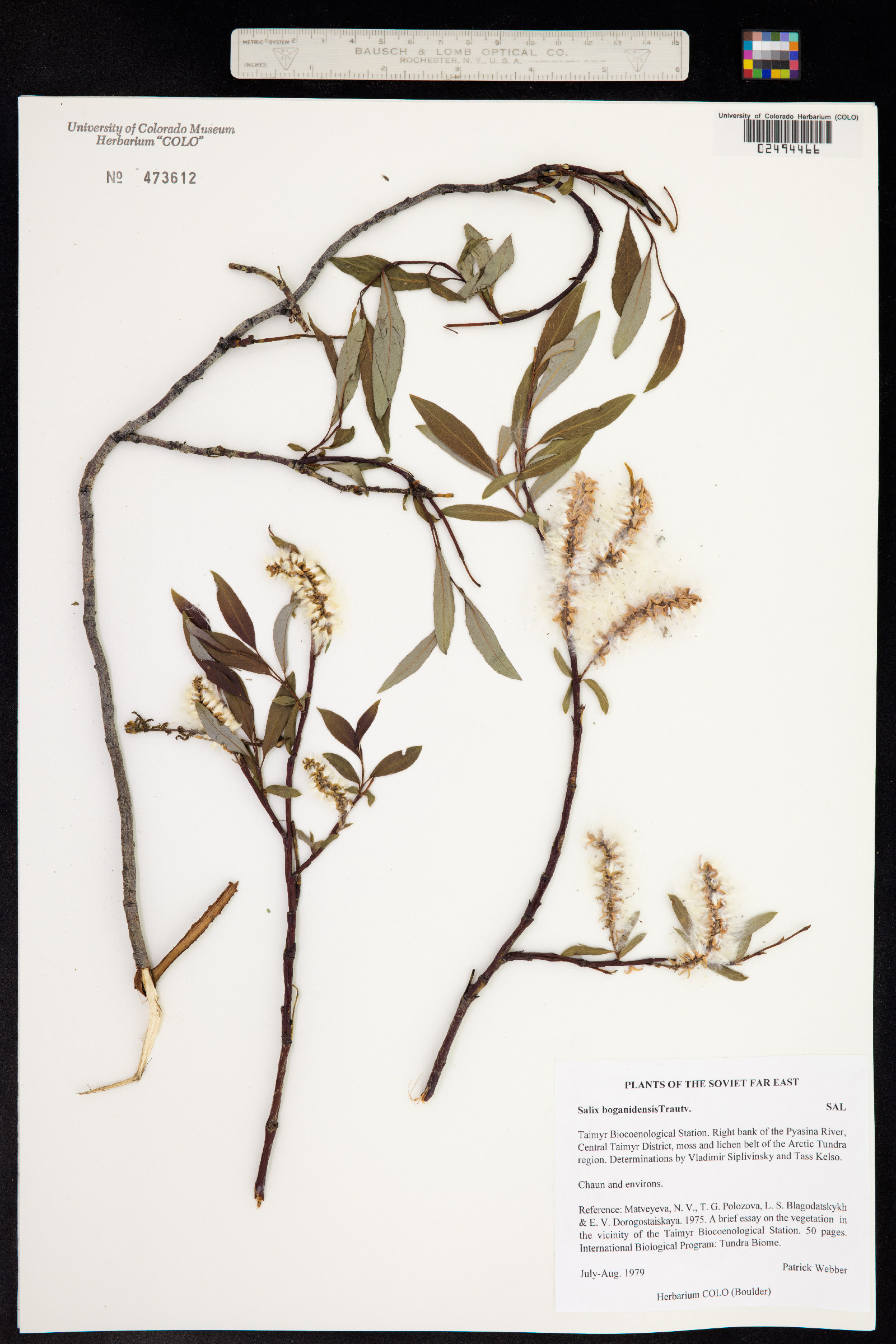 Salix boganidensis image