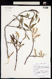 Image of Salix boganidensis