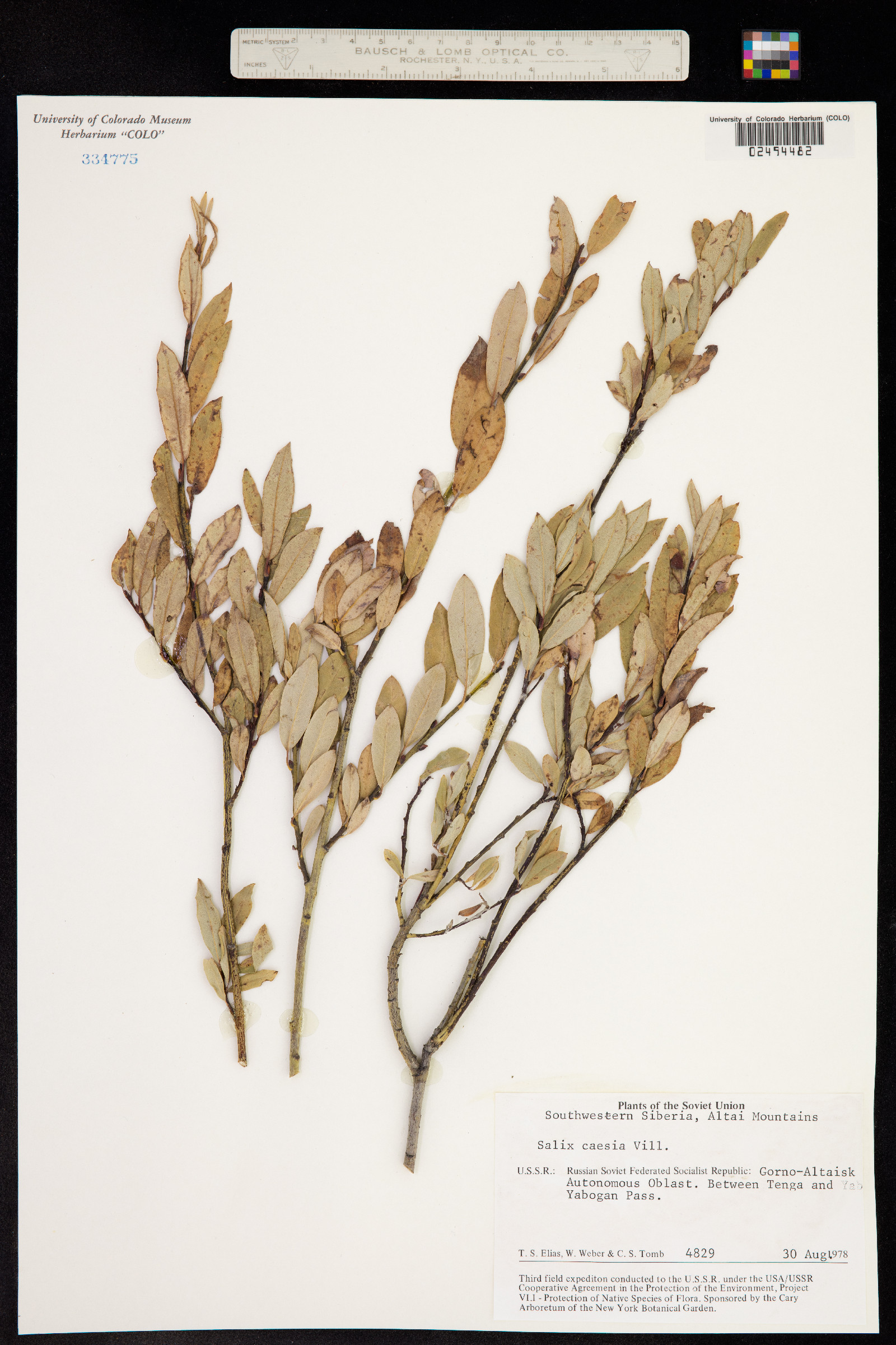 Salix caesia image