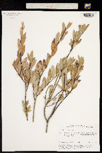 Salix caesia image