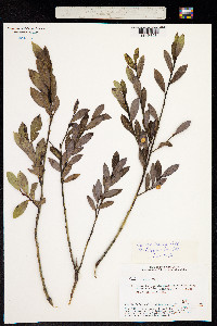 Salix caesia image